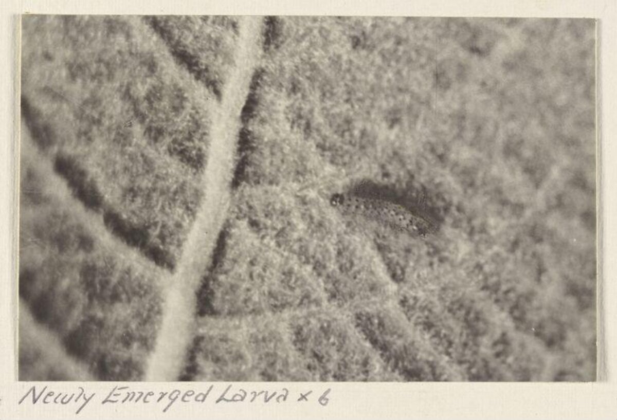 Newly Emerged Larva on Leaf