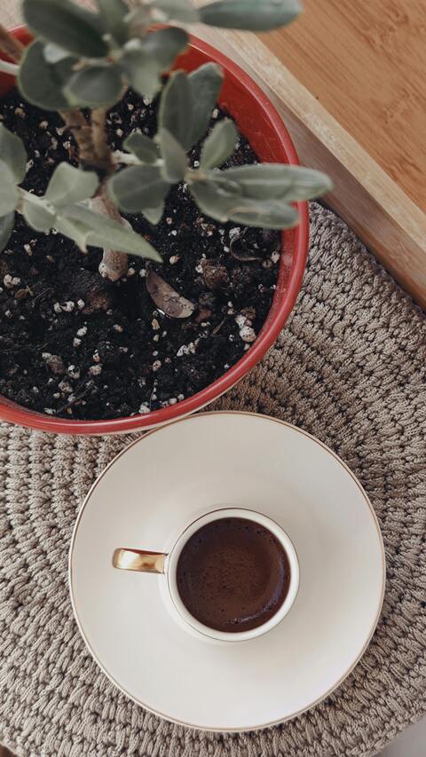 Overhead View of Coffee and Potted Plant