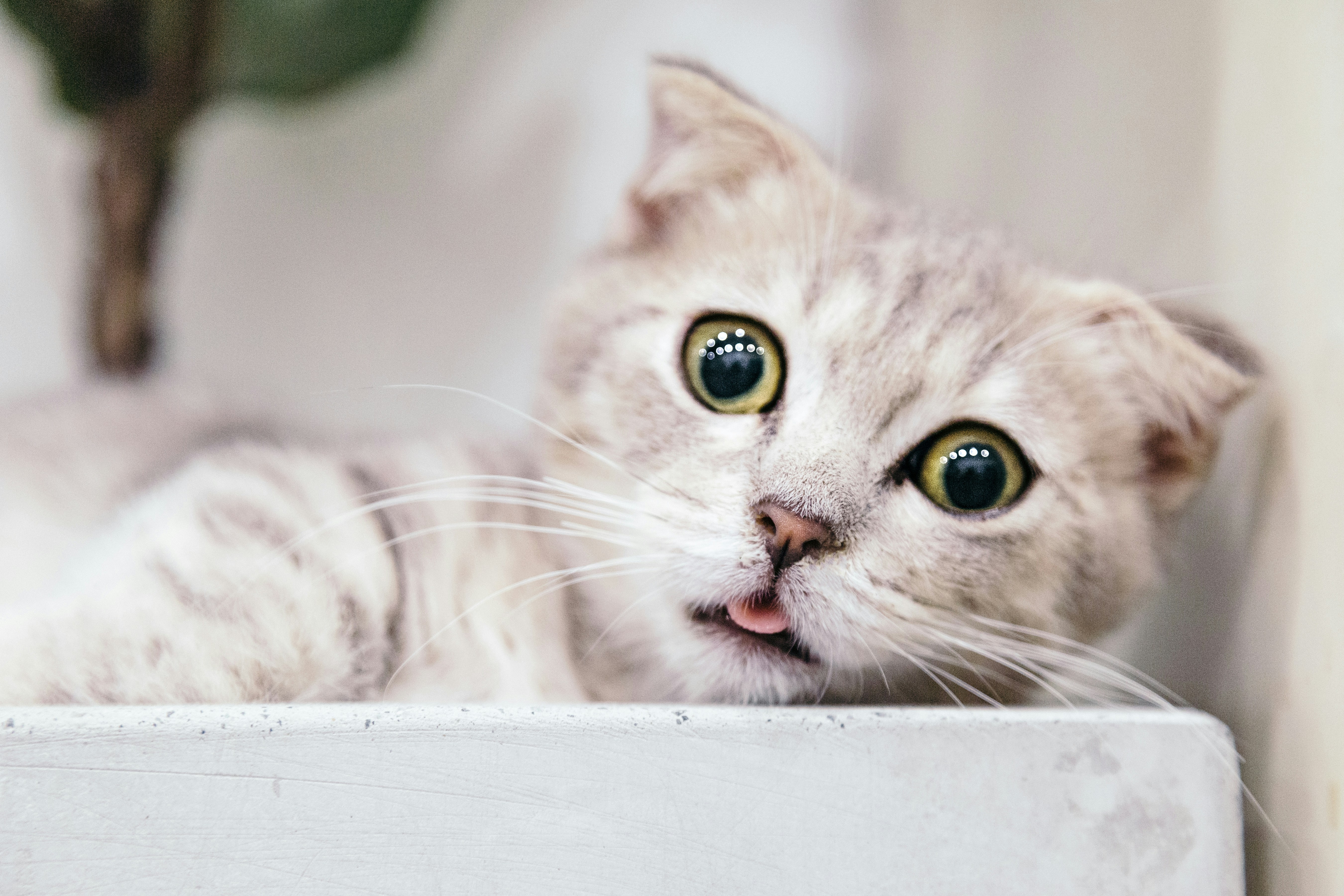 Surprised Scottish Fold Cat