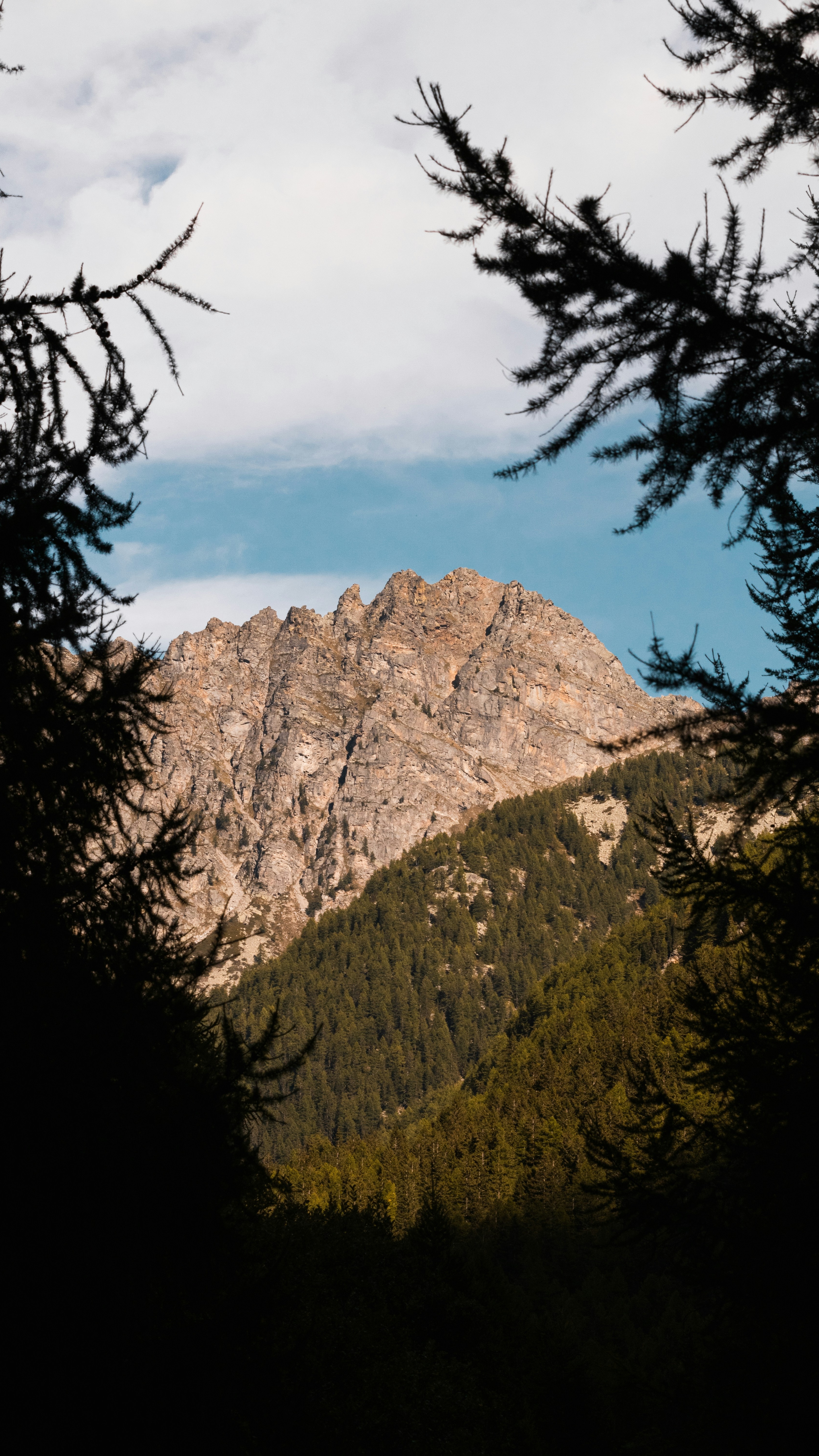 Rocky Mountain Peak Through Pine Trees