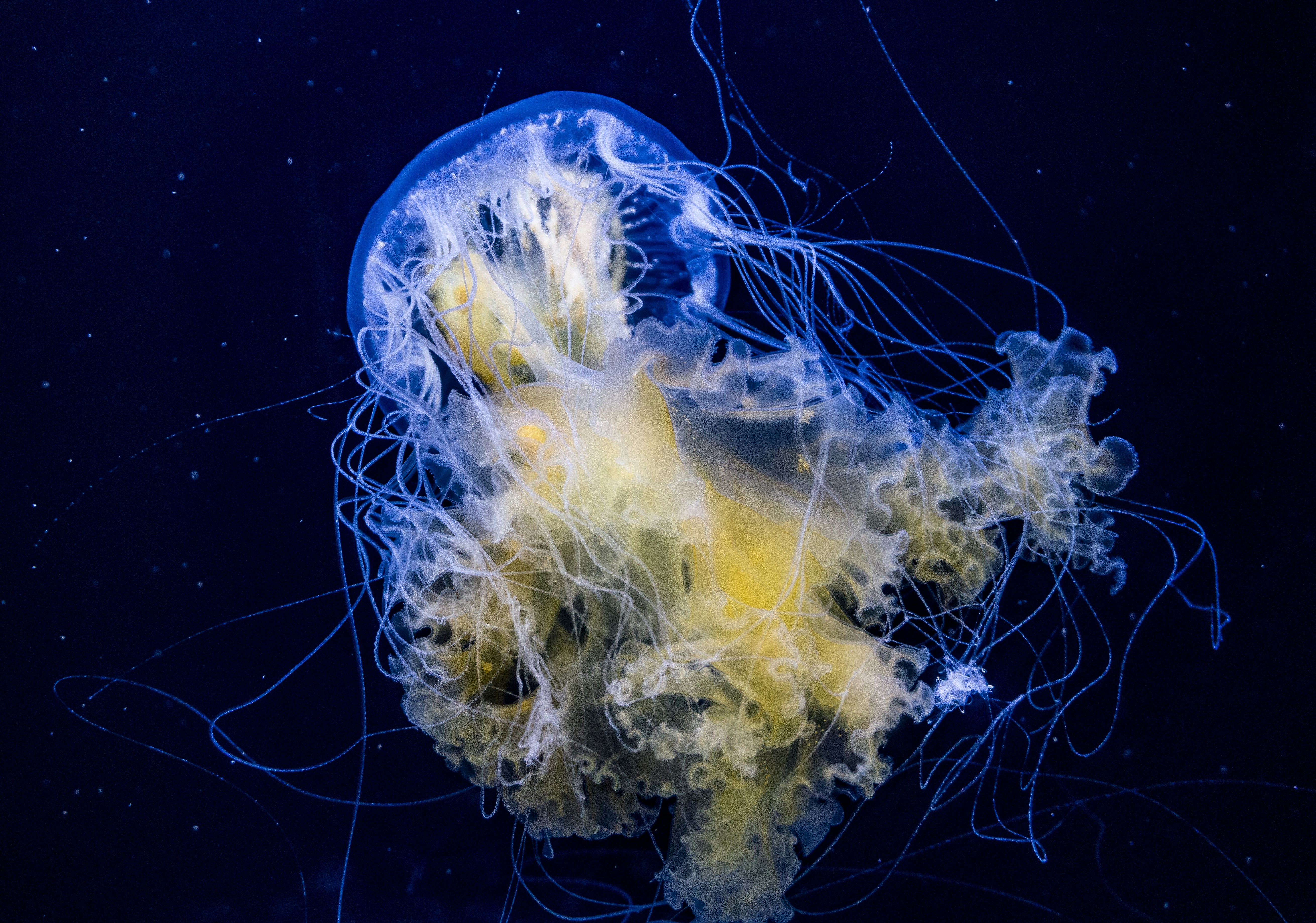 Jellyfish Floating in Deep Blue Water