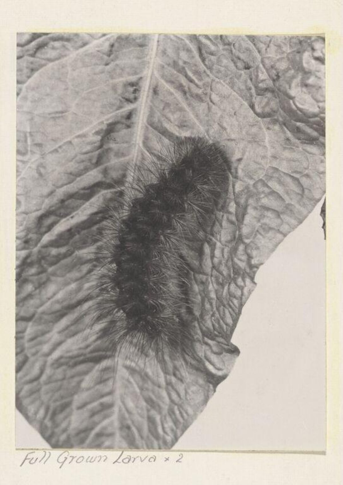 Full Grown Larva on Leaf