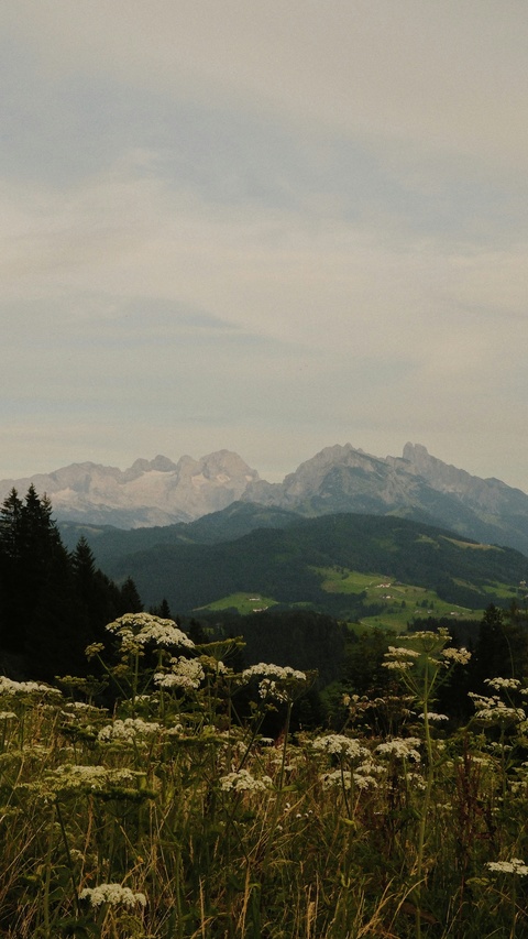 Wildflower Mountain Landscape