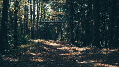 Torii Gate on Forest Path