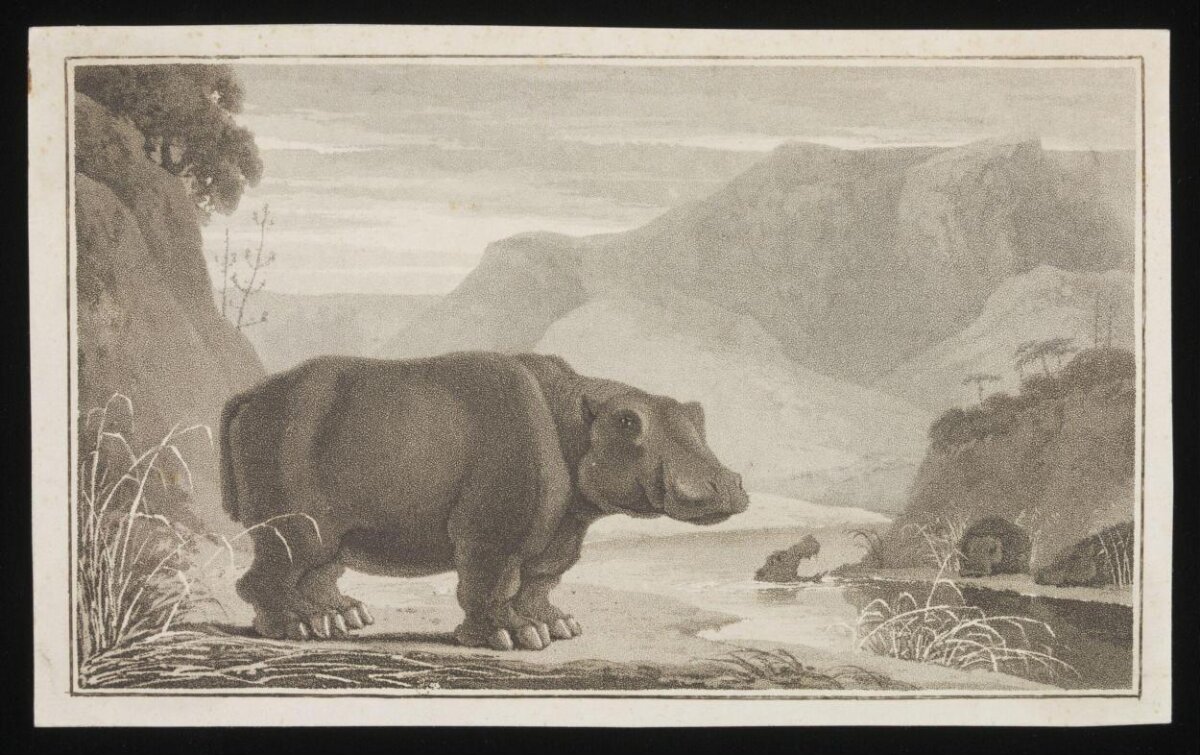 Hippopotamus at Riverbank