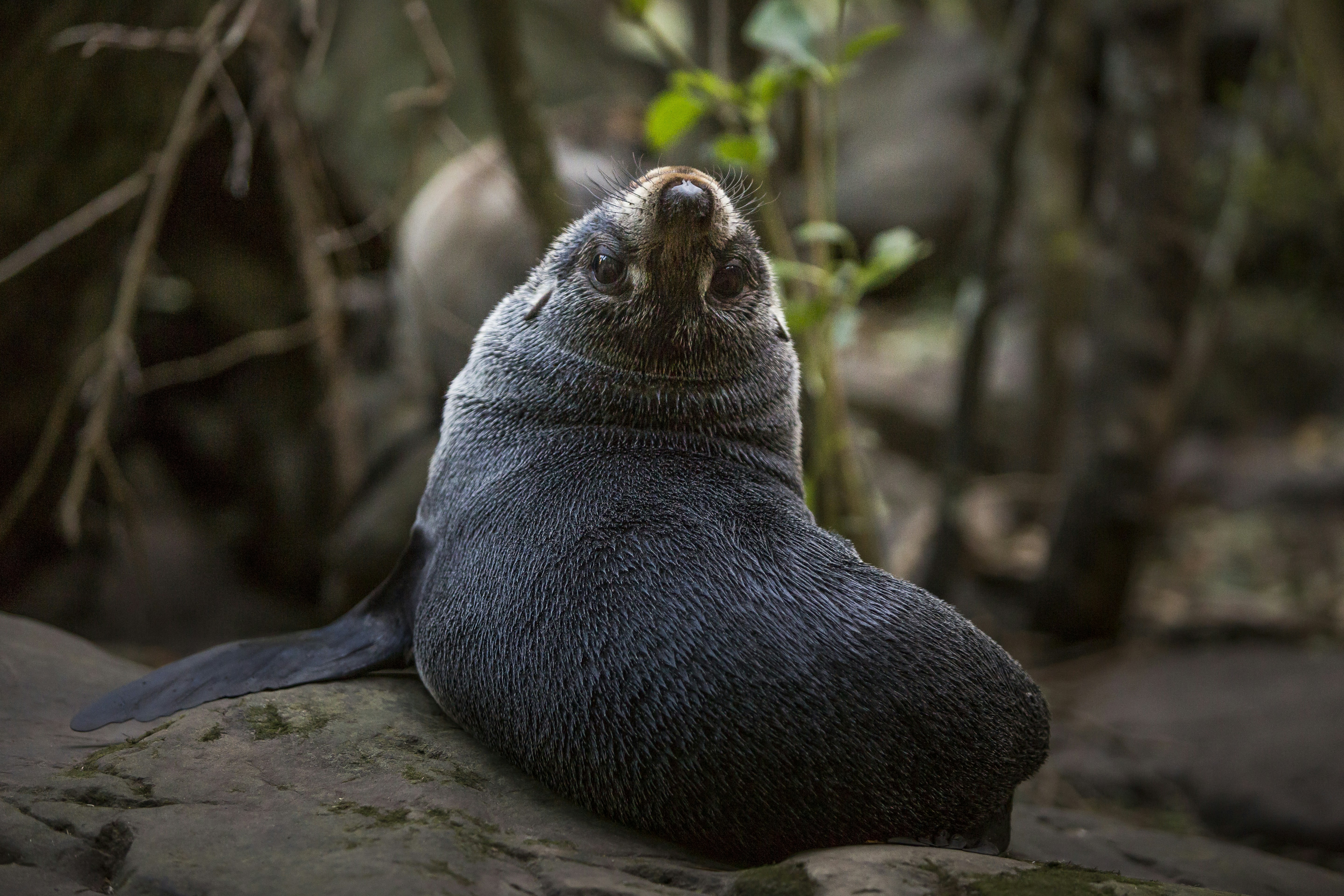 Fur Seal Resting on Rock