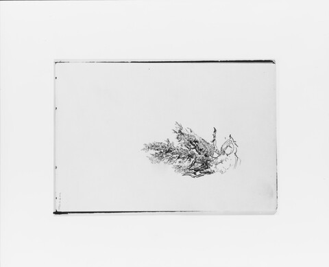 Ink Sketch of Windblown Tree