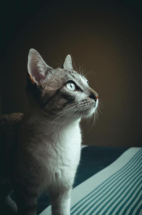 Gray Tabby Cat Looking Upward