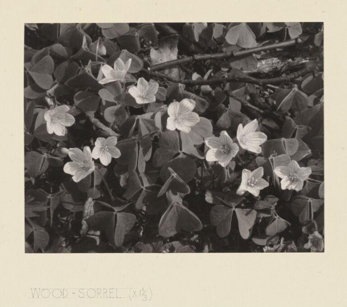 Vintage Wood Sorrel Botanical Photograph