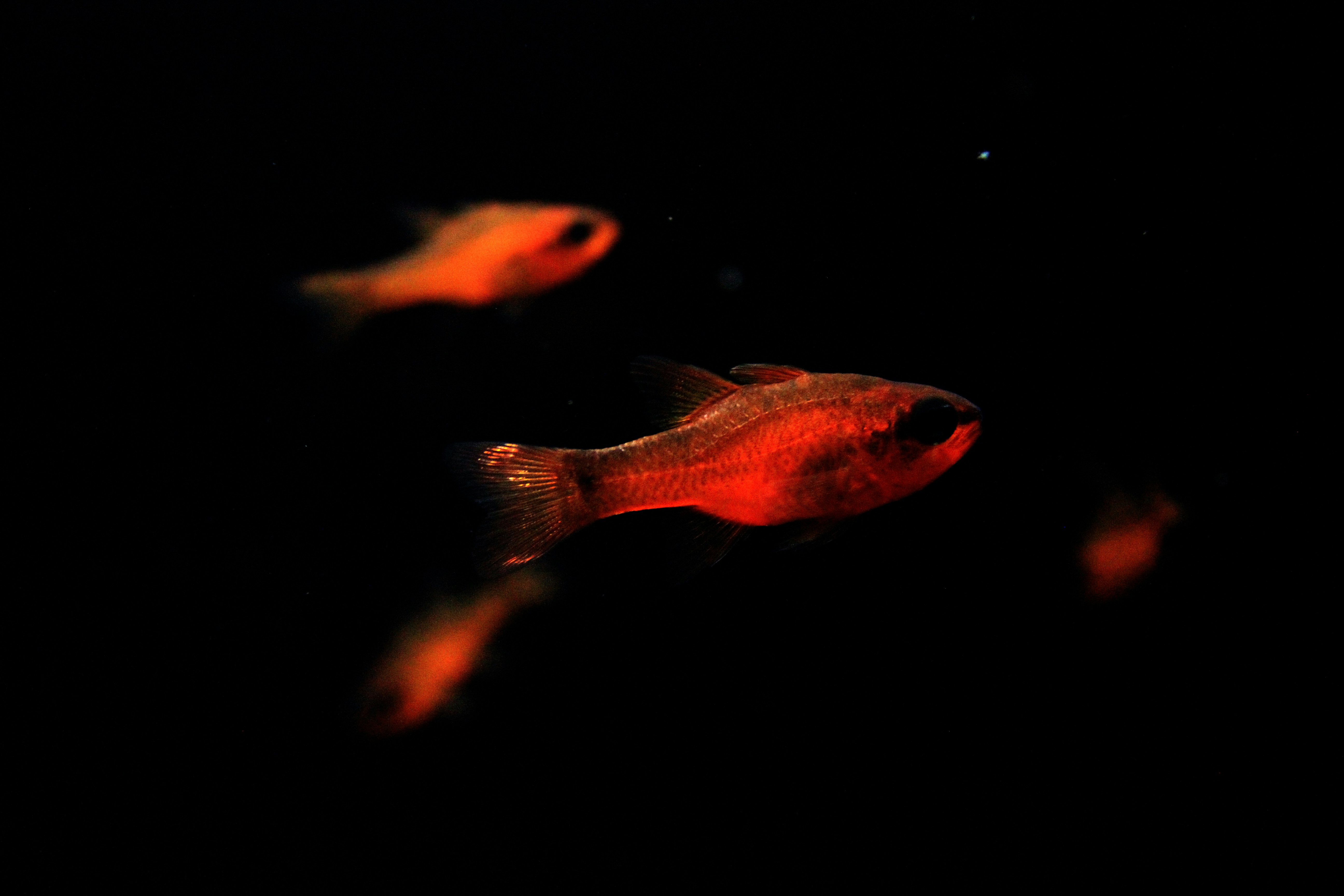 Red Small Fish on Black Background