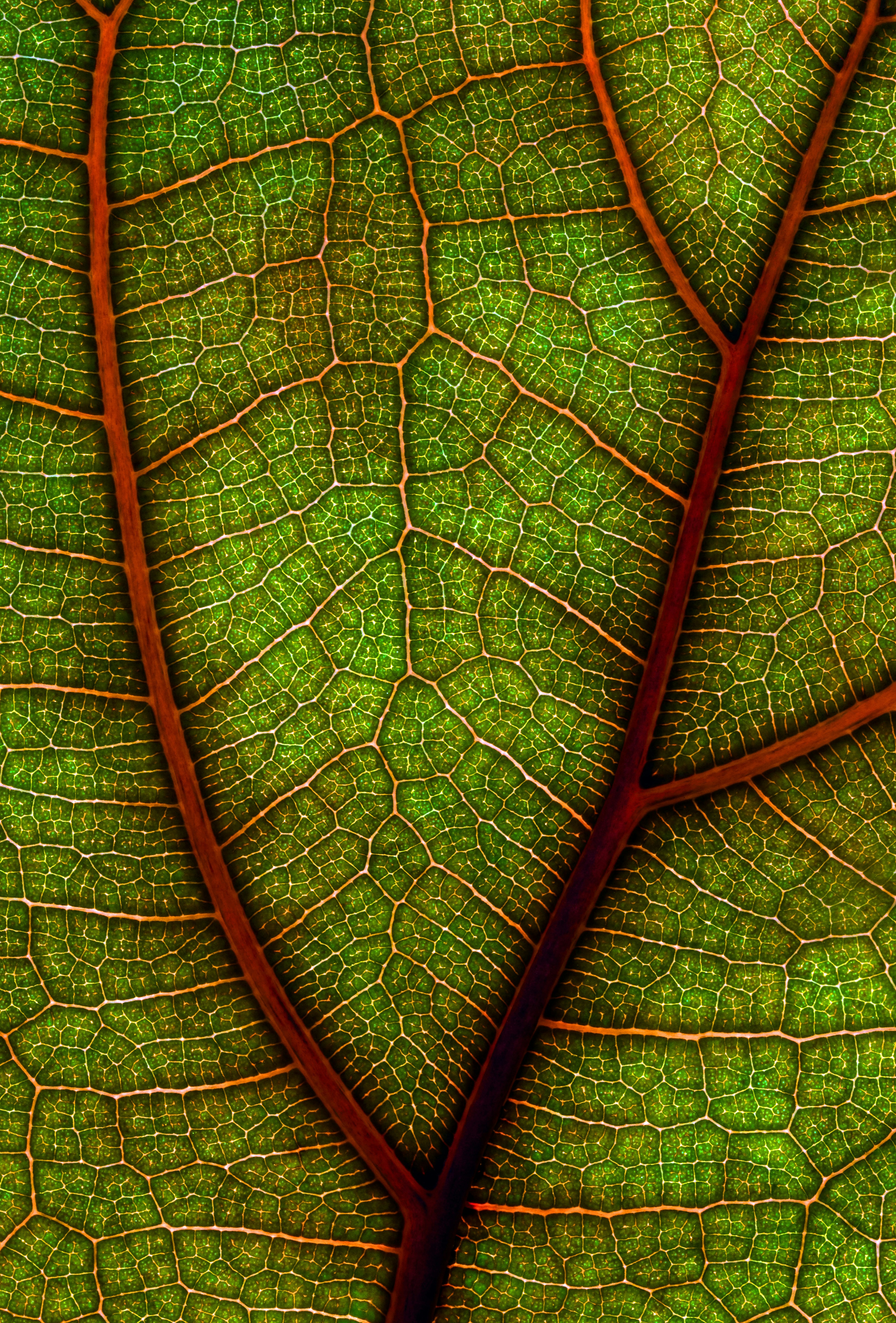 Close-up of Leaf Veins