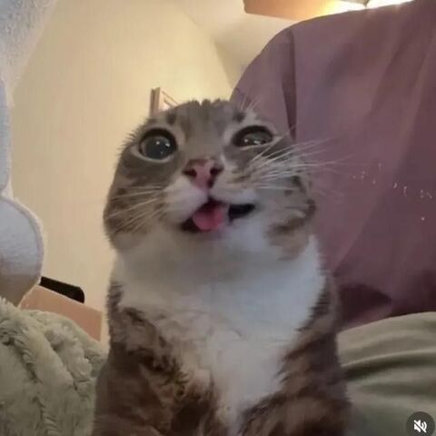 Shocked Crying Tabby Cat