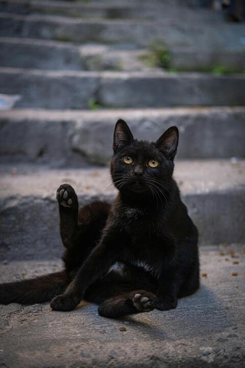 Black Cat Sitting on Stone Steps