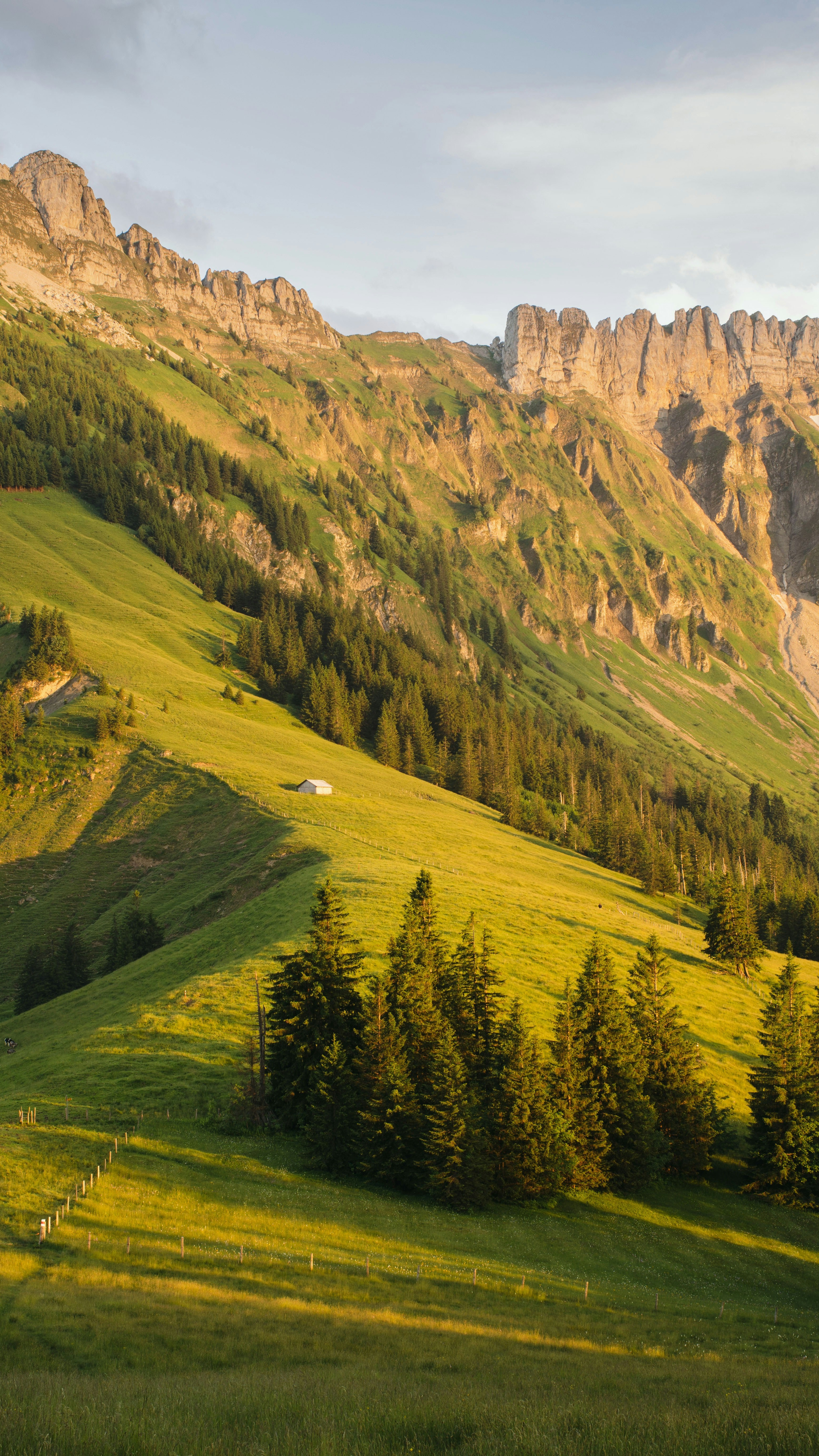 Sunlit Alpine Mountain Meadow