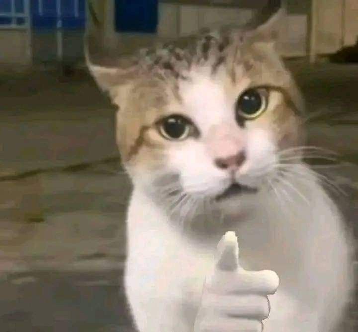 Cat Giving Thumbs Up