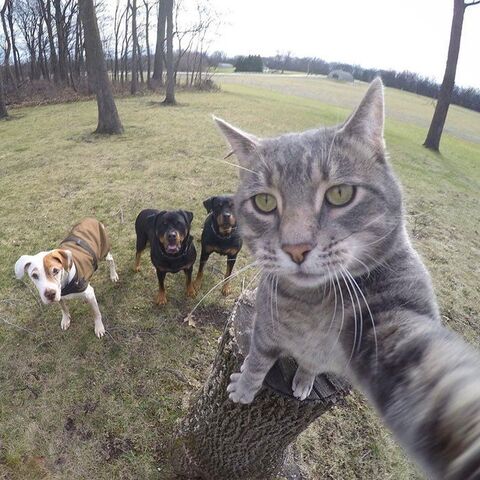 Image 32302 — Pets