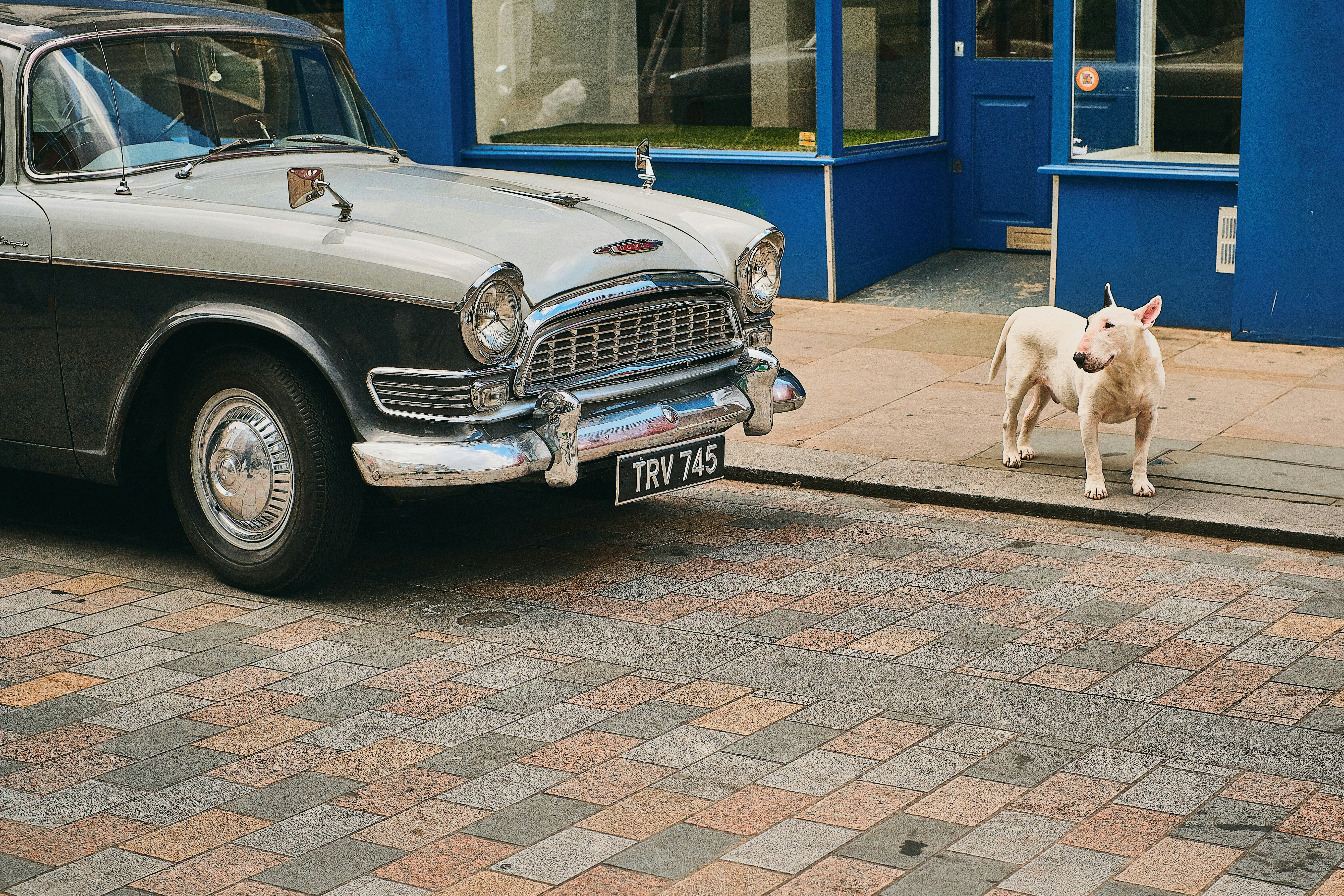 Vintage Car and Bull Terrier on Street