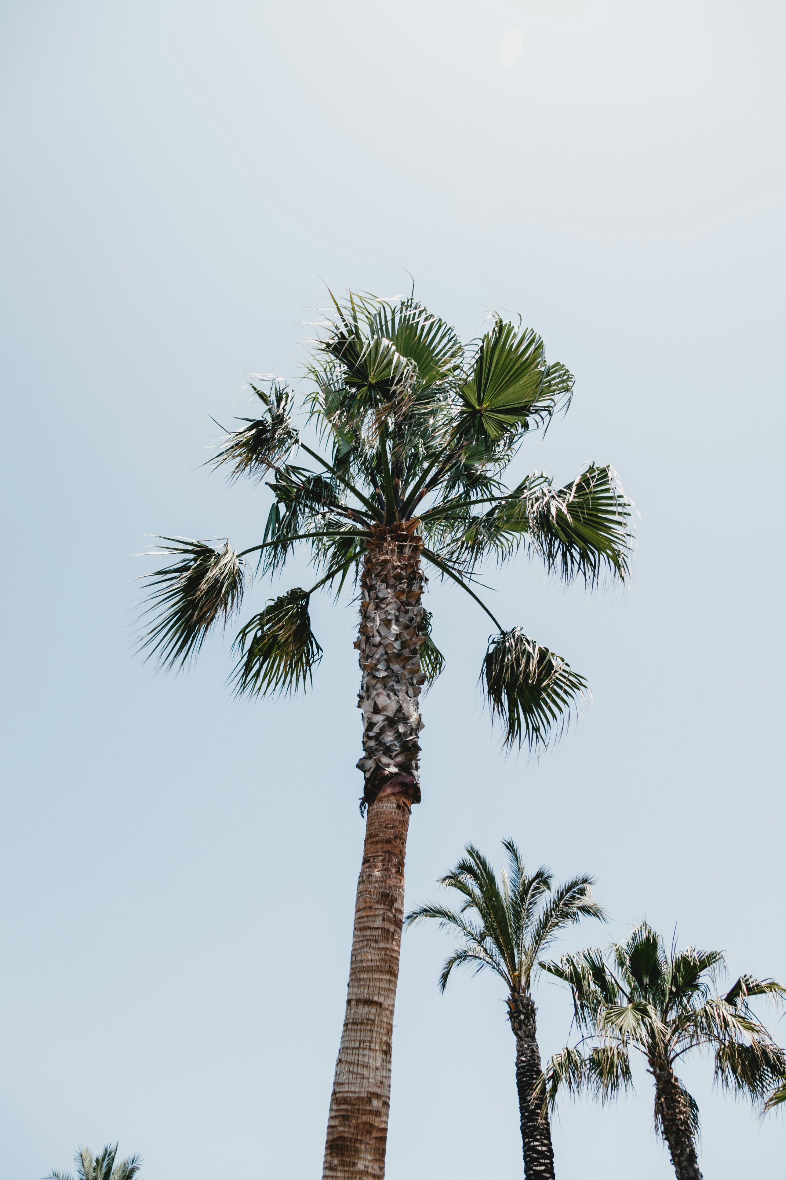 Palm Trees Under Pale Blue Sky