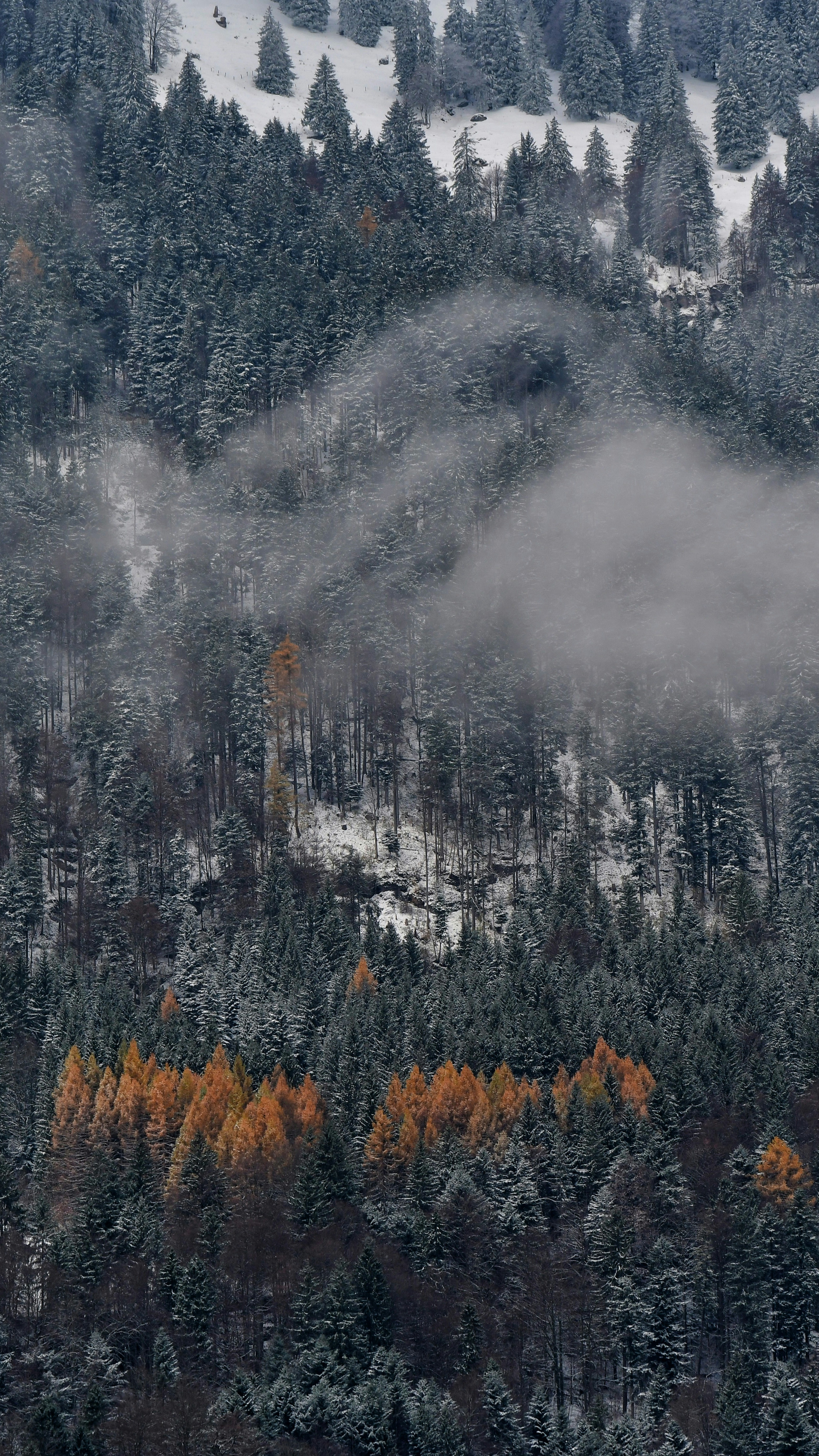 Misty Winter Mountain Forest