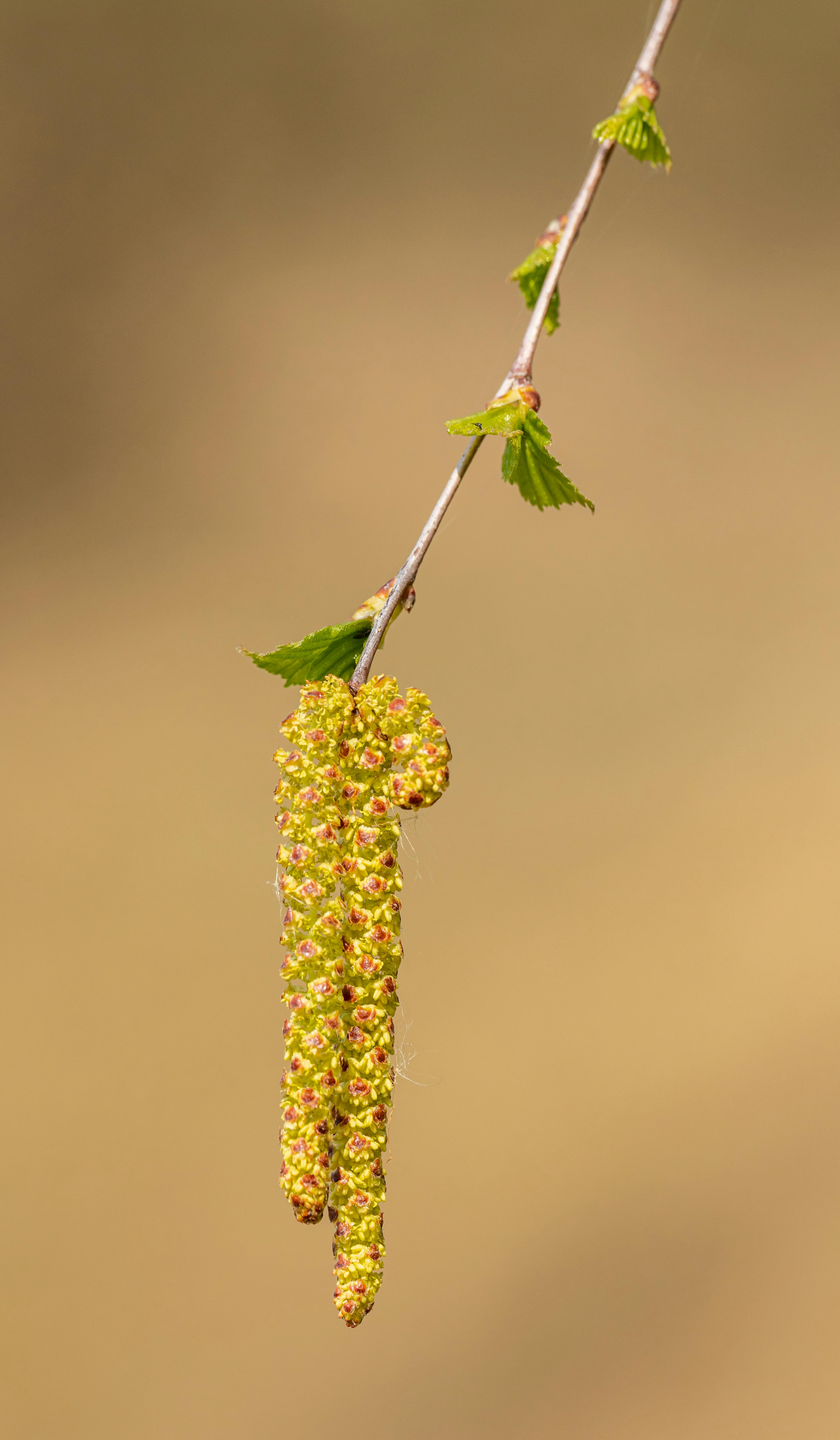 Birch Catkins on Spring Twig