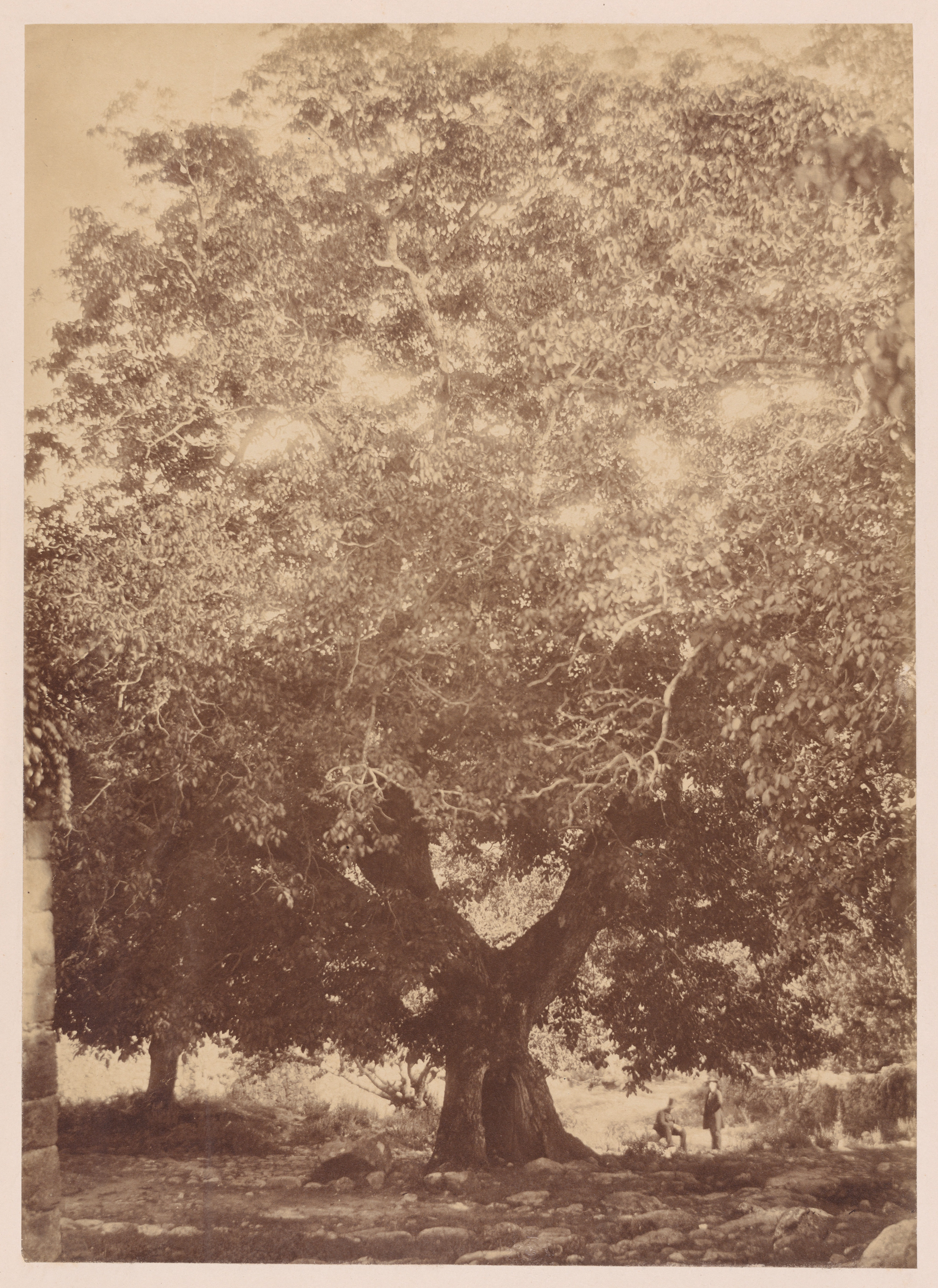 Vintage Photo of Giant Old Tree