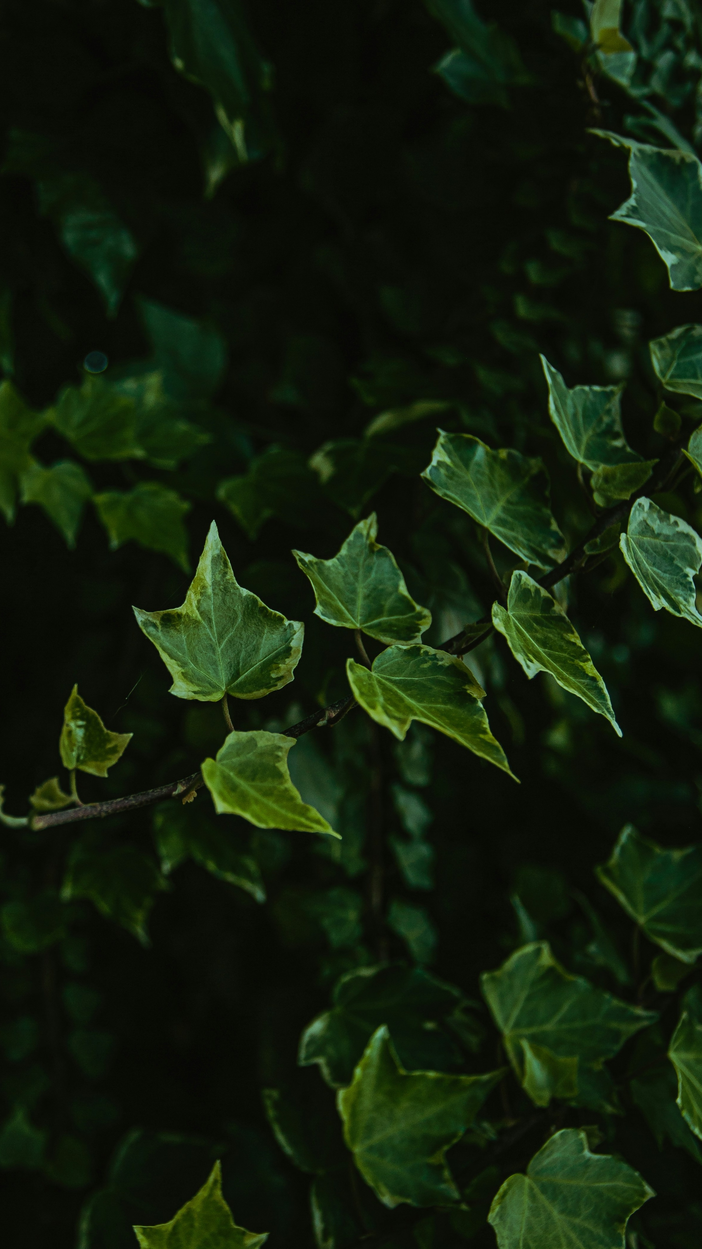 Wallpapers