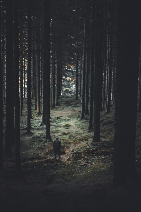 Lone Walker in Dense Forest