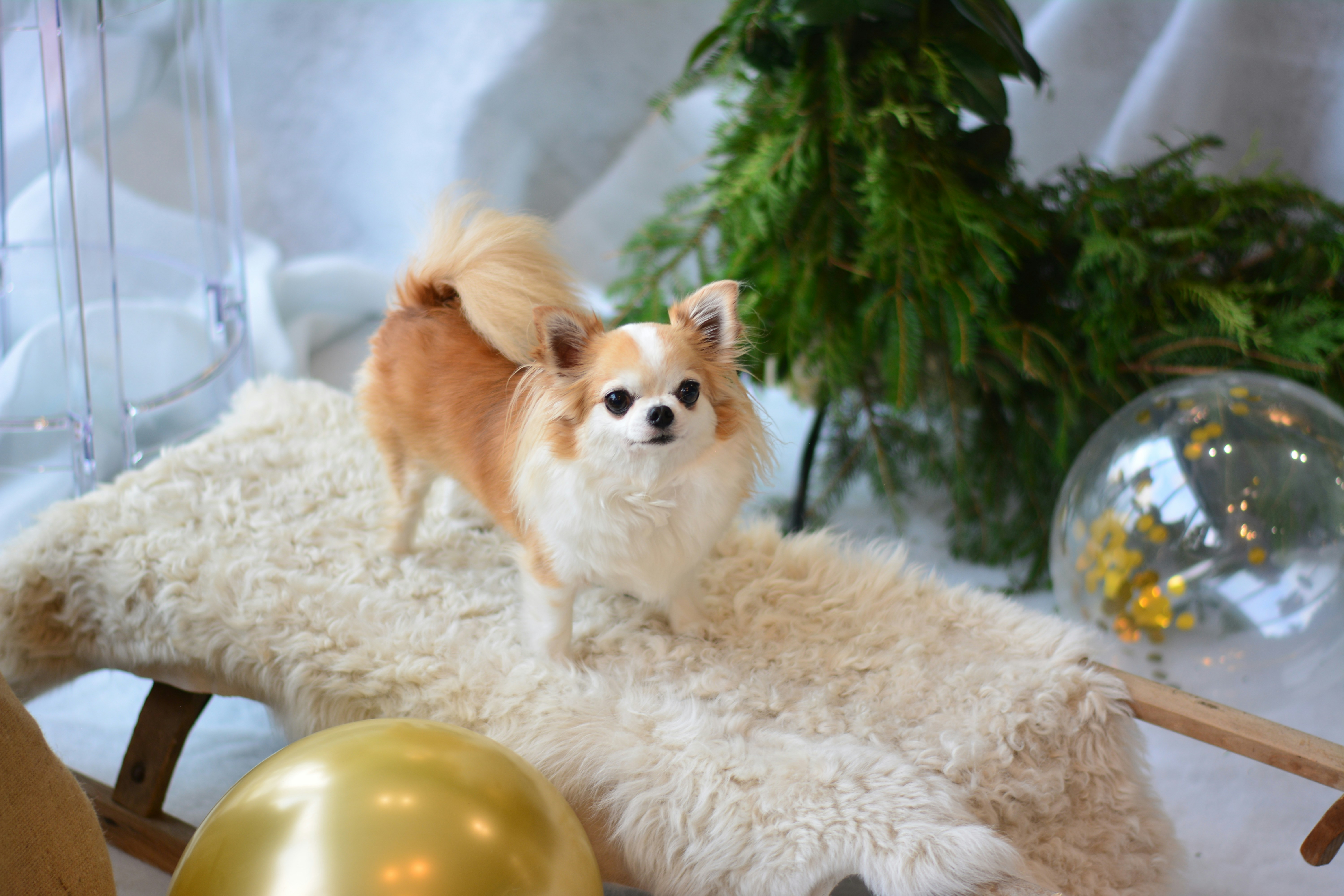 Long-haired Chihuahua on Festive Sled
