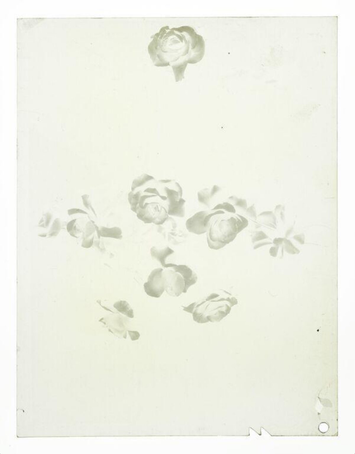 Faded Gray Rose Sketches