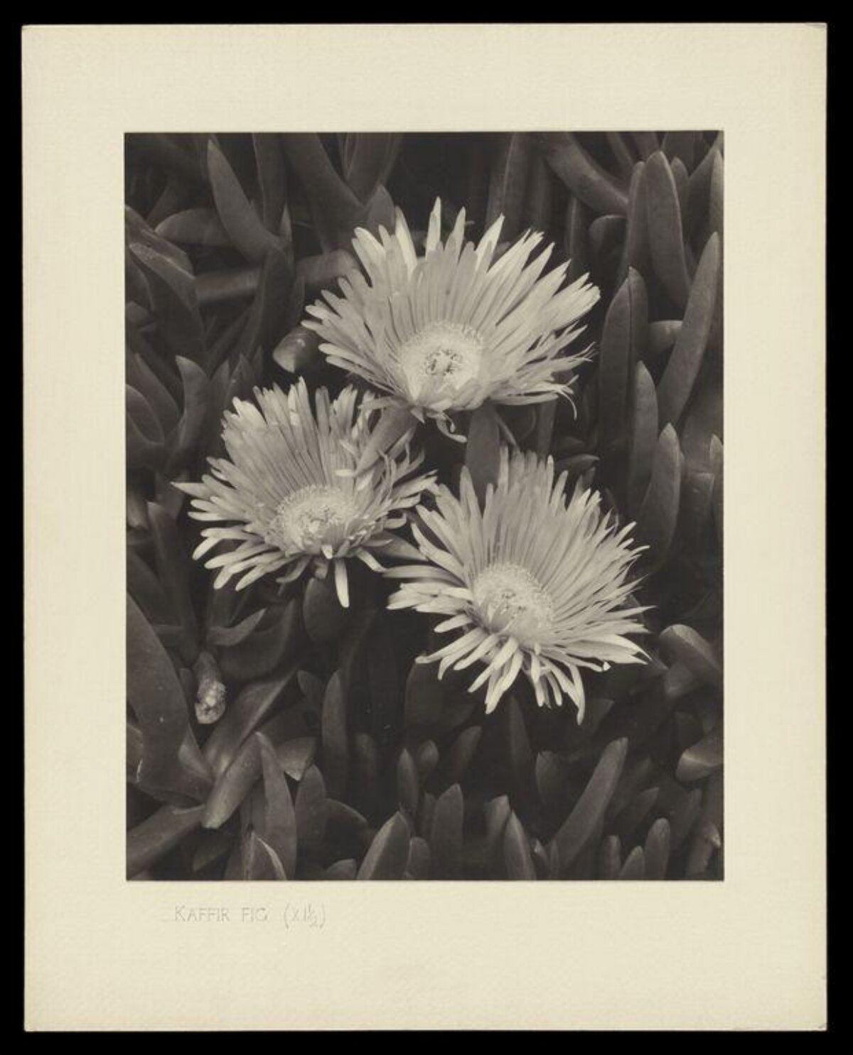 Monochrome Kaffir Fig Flowers