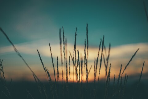 Wild Grass at Sunset