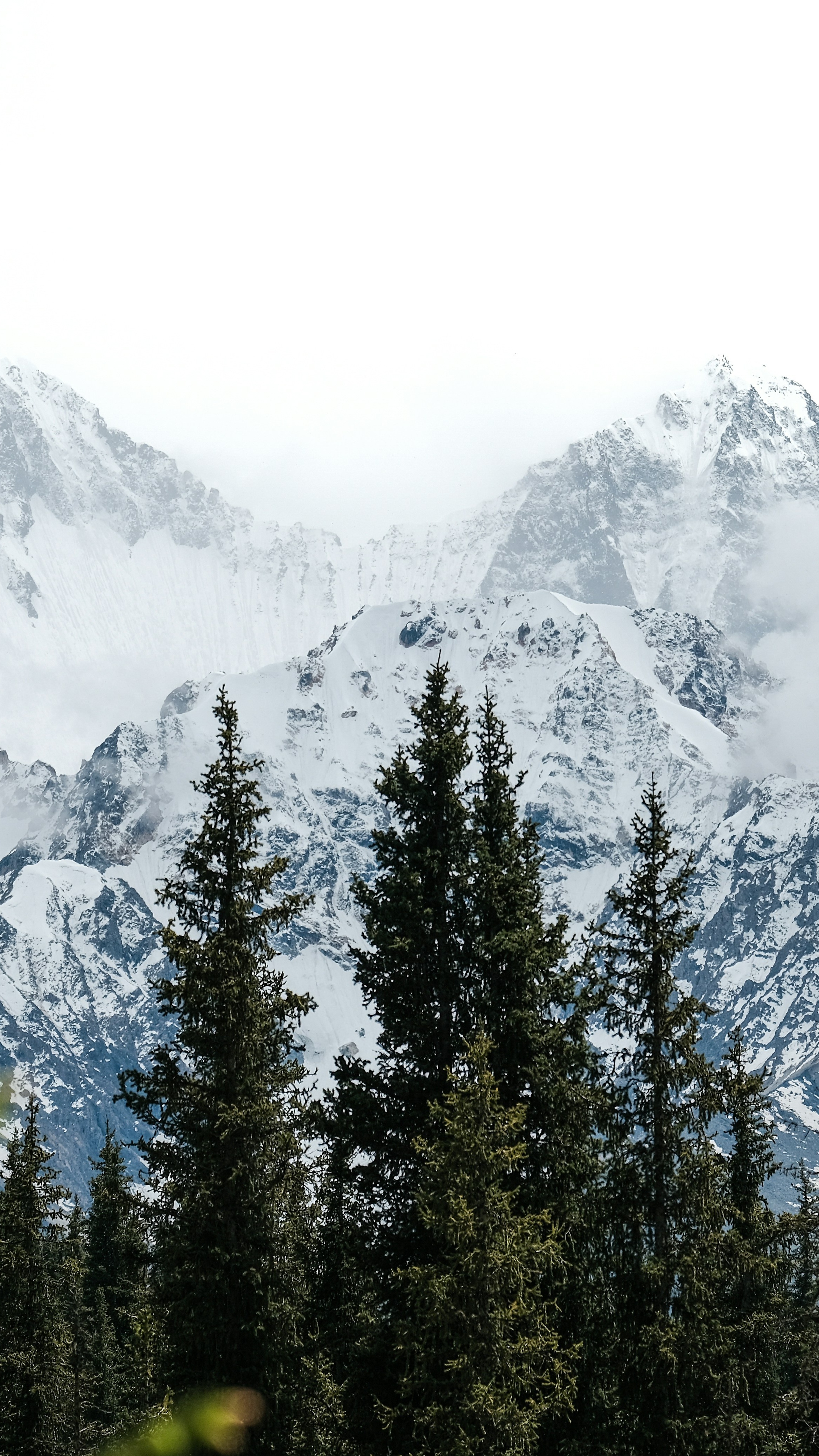 Snow-Capped Mountains and Pine Forest
