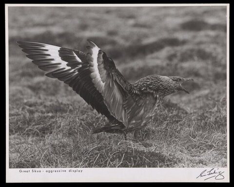 Great Skua Aggressive Display