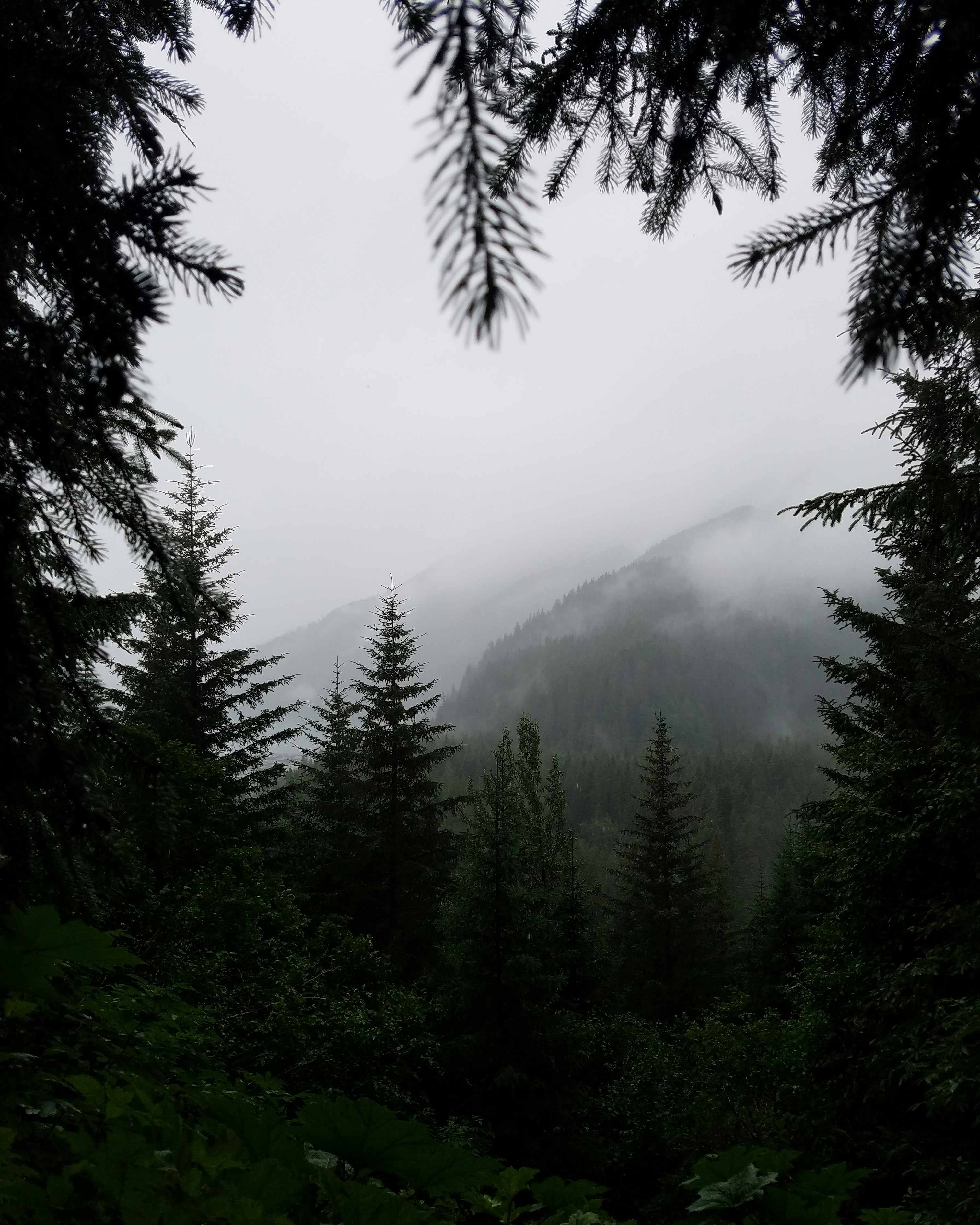 Foggy Mountain Forest View