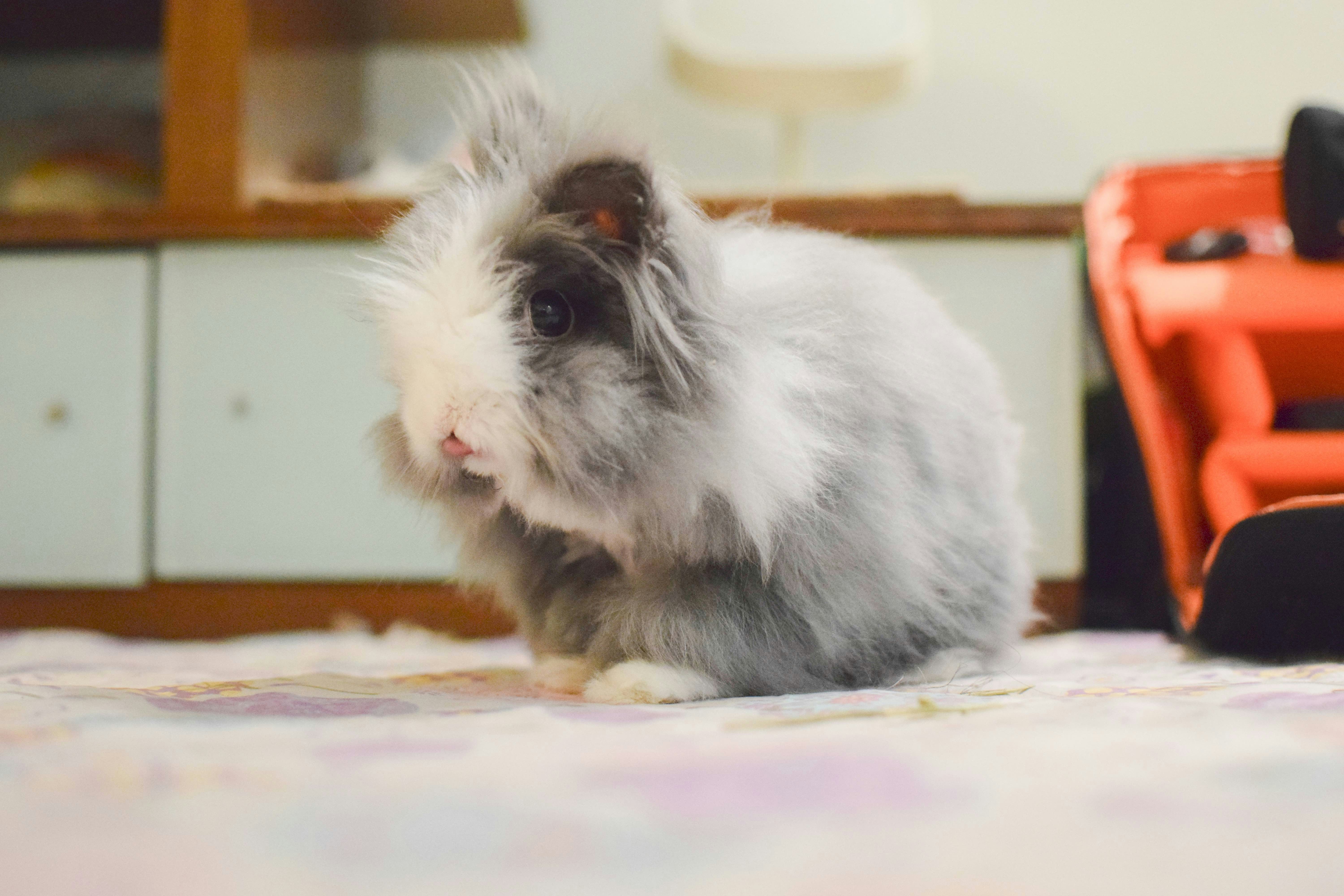 Fluffy Gray and White Guinea Pig