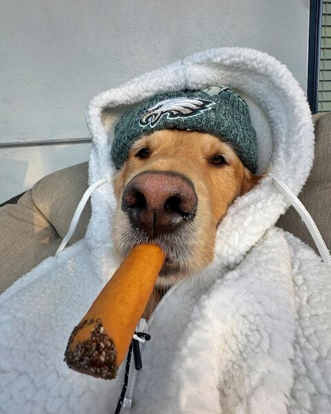 Golden Retriever Dressed As Eagles Fan