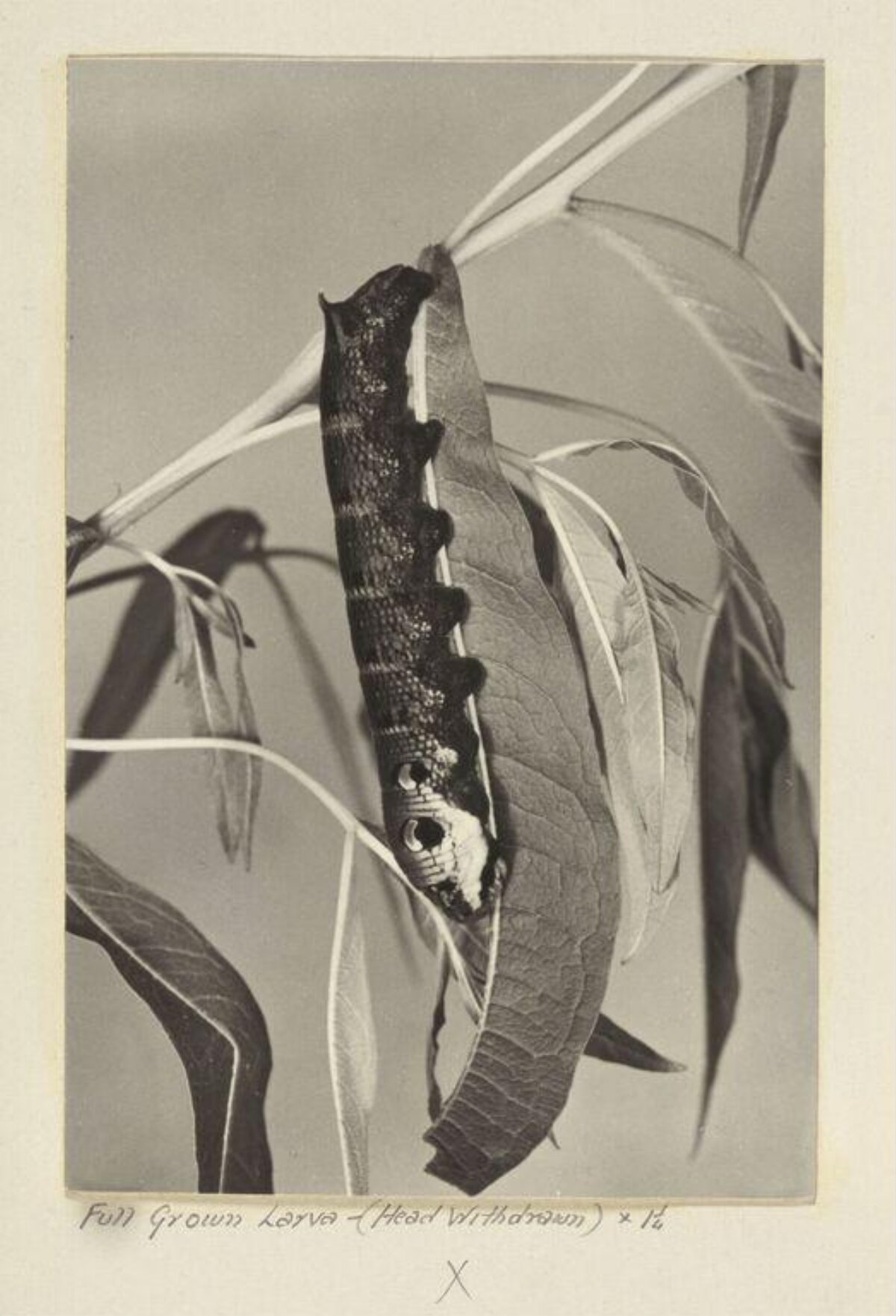 Fully Grown Larva on Plant Leaf