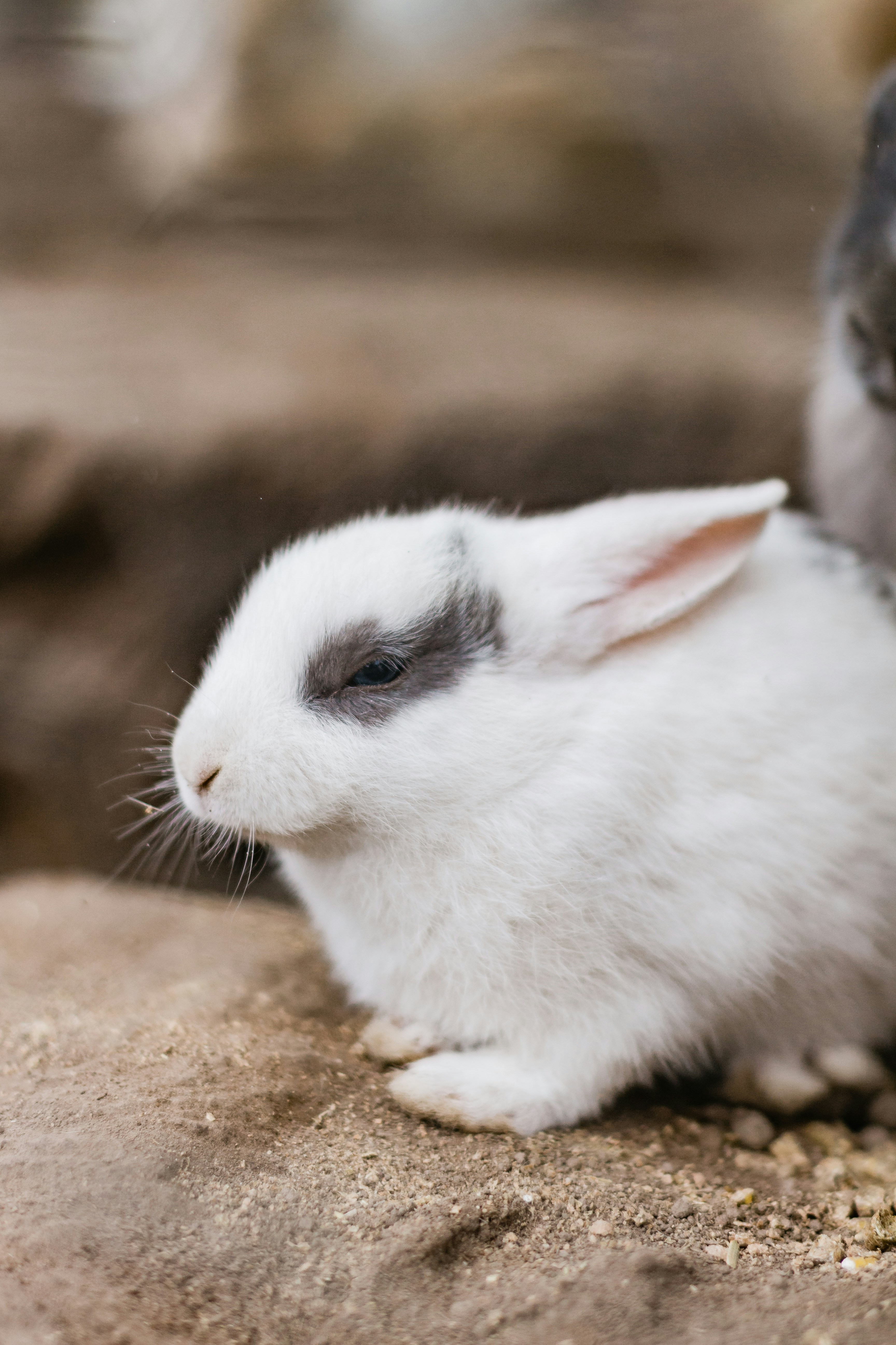 White Rabbit with Gray Eye Patch