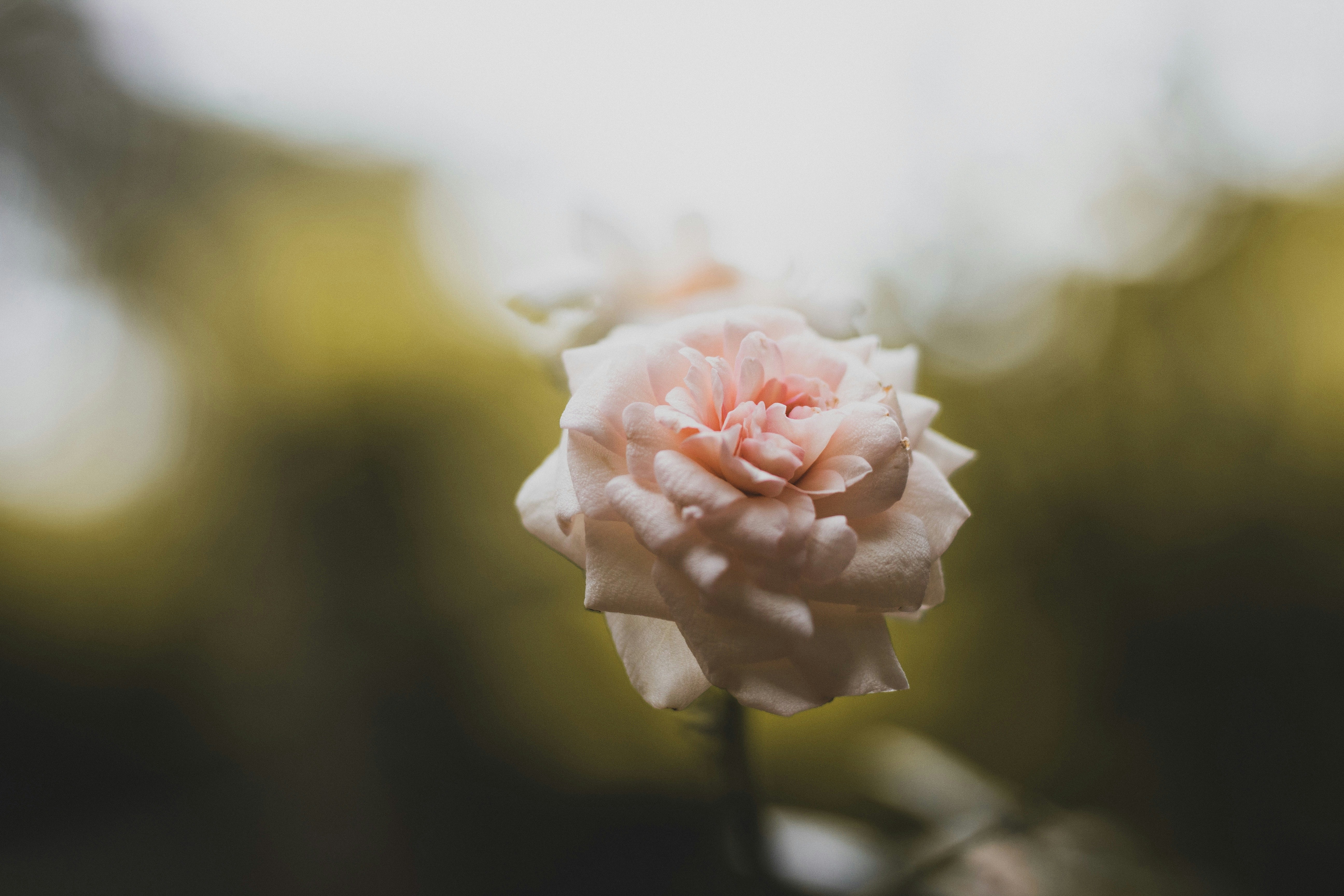 Pale Pink Rose Close-up