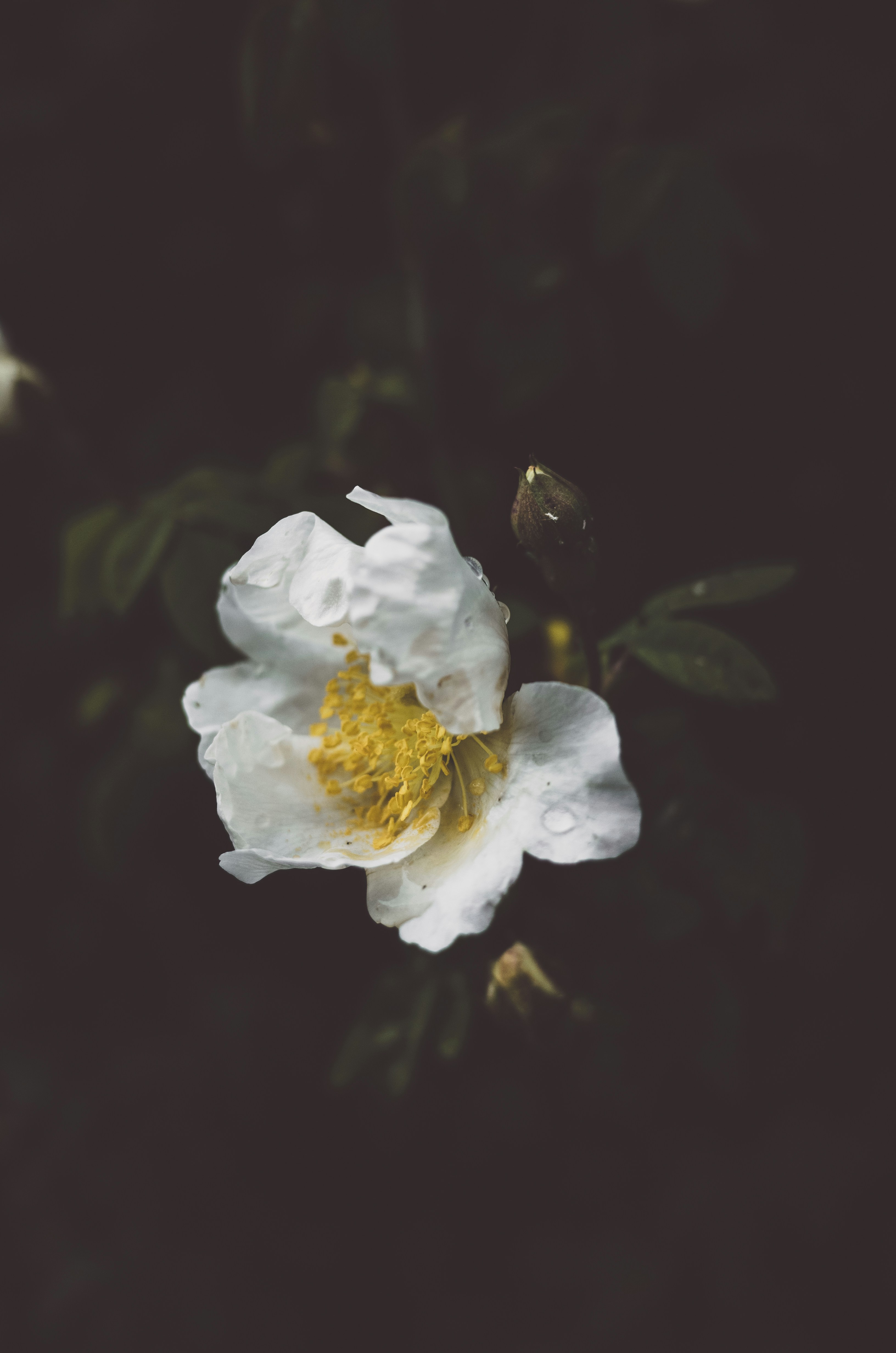 White Wild Rose with Dewdrops