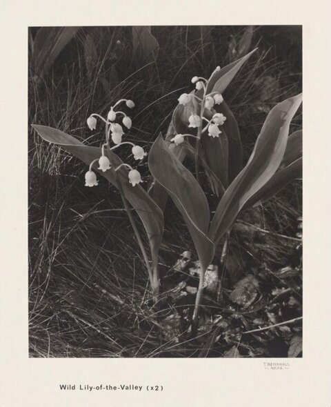 Wild Lily-of-the-Valley