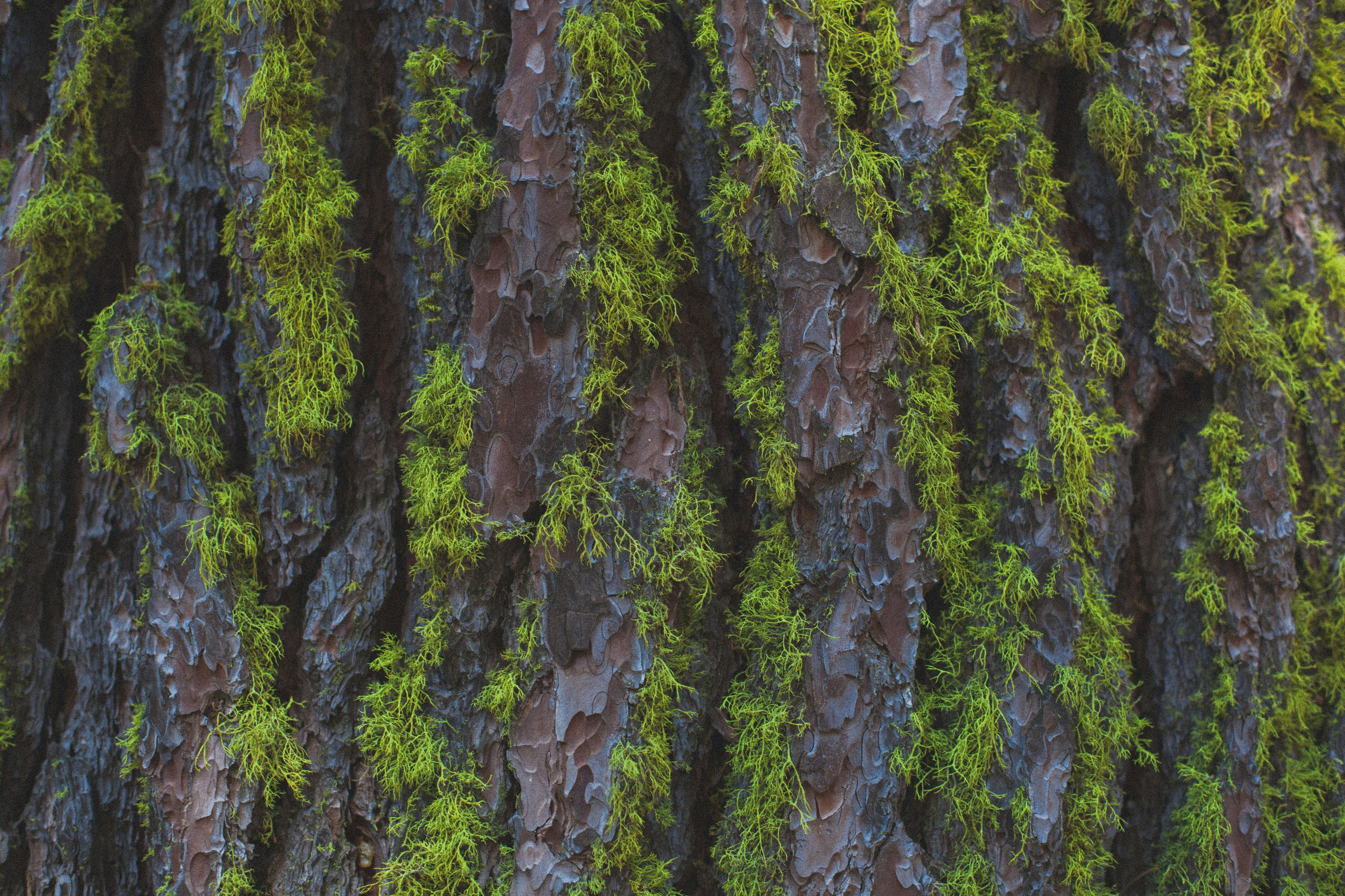 Moss Growing on Tree Bark