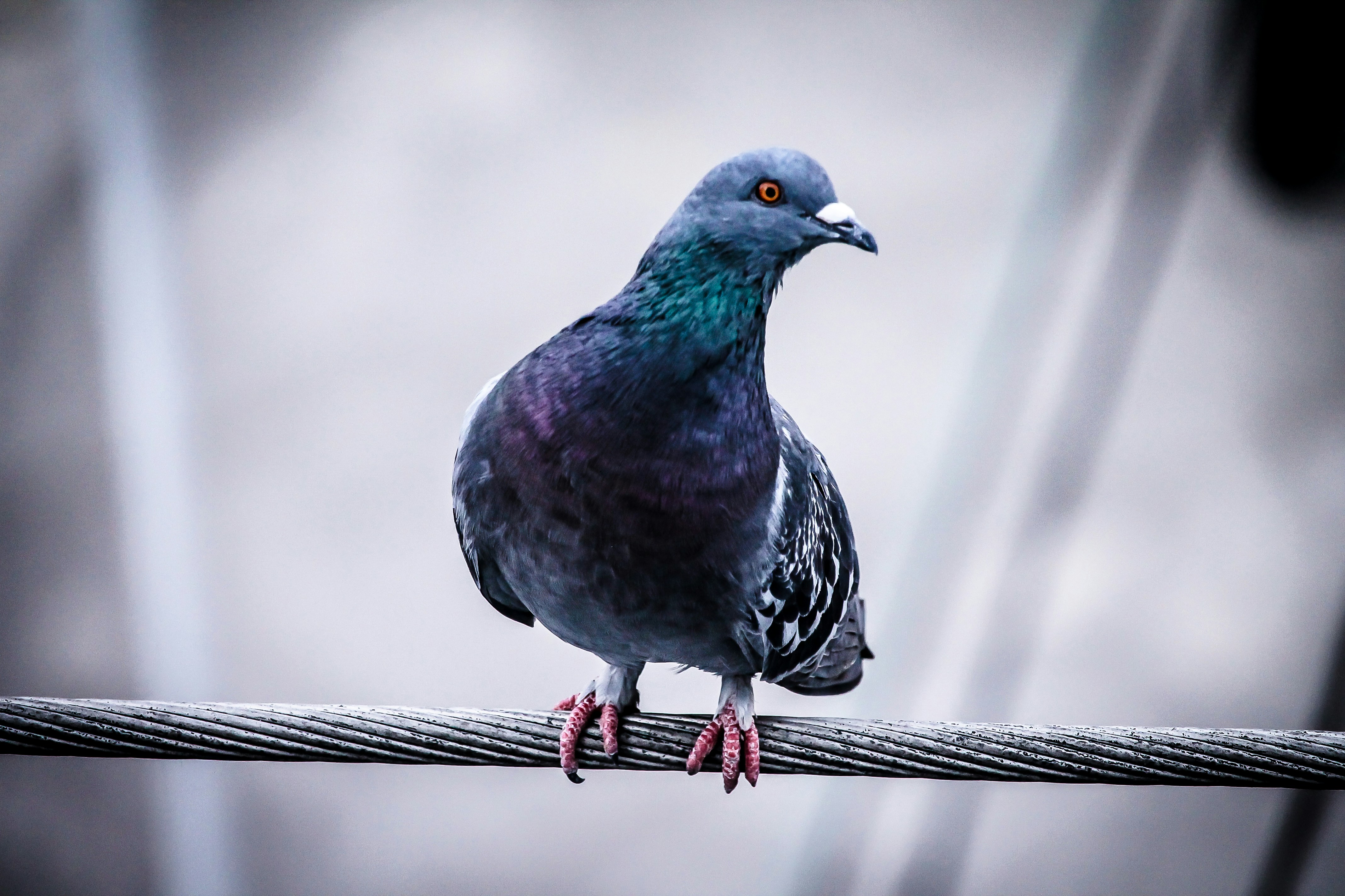 Rock Pigeon Perched On Steel Cable