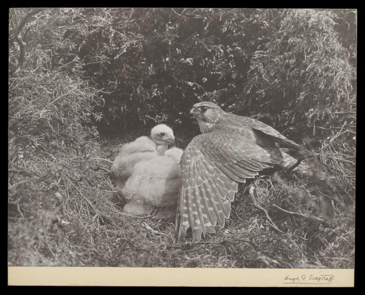 Adult Falcon and Chicks at Nest