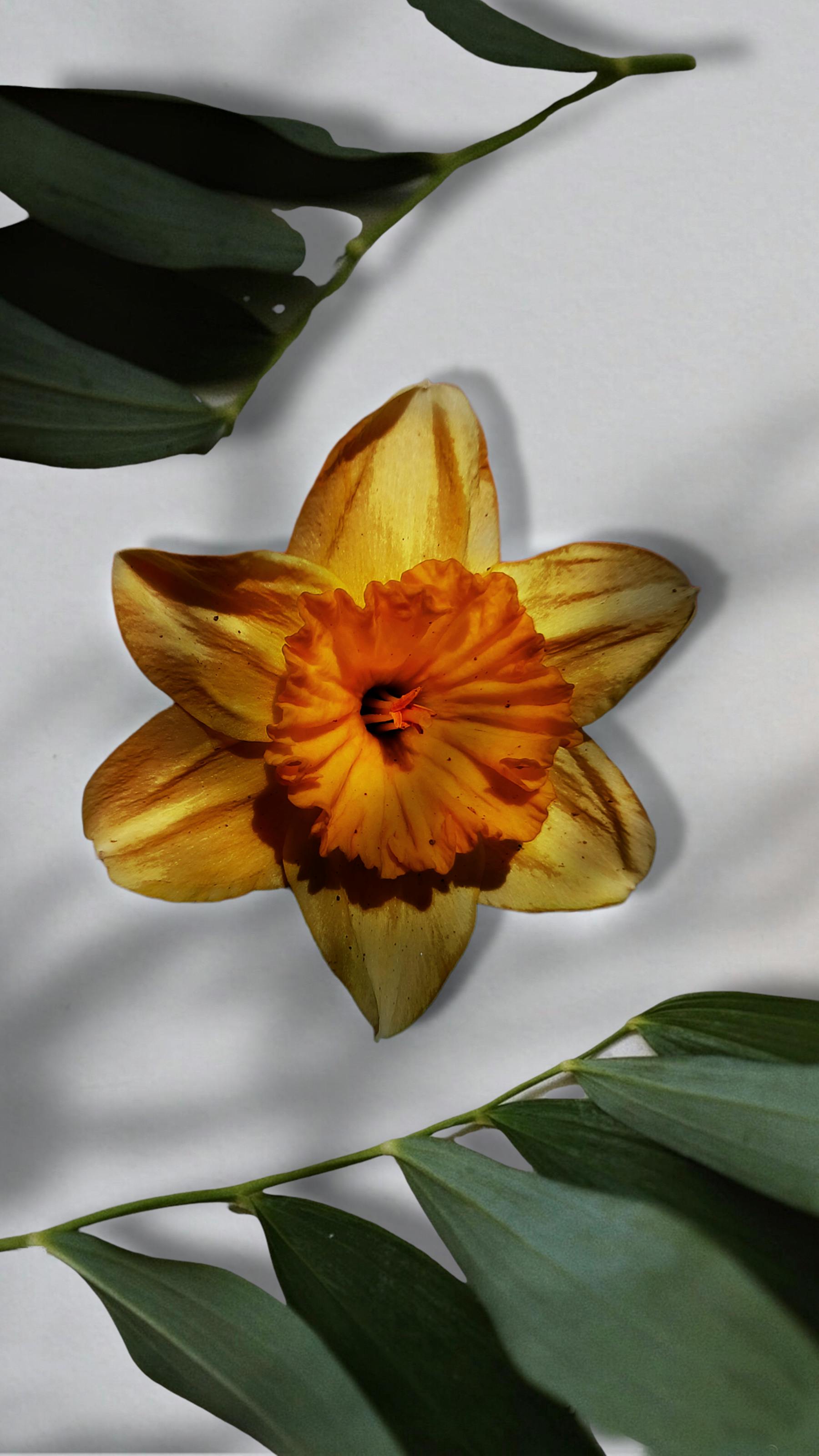 Yellow Orange Daffodil with Green Leaves