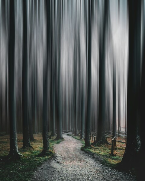 Dirt Path Through Misty Forest