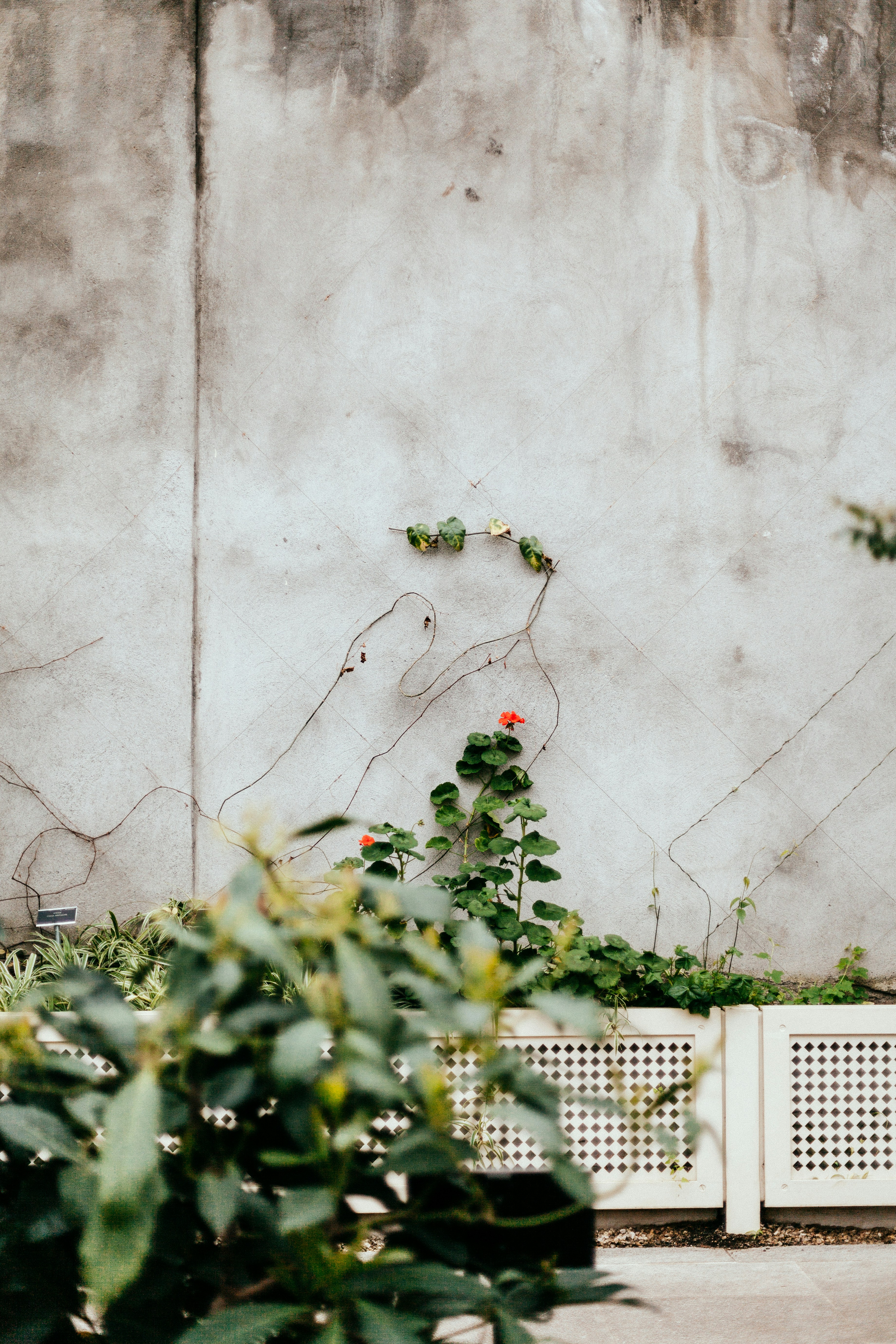 Plants Growing Against Concrete Wall