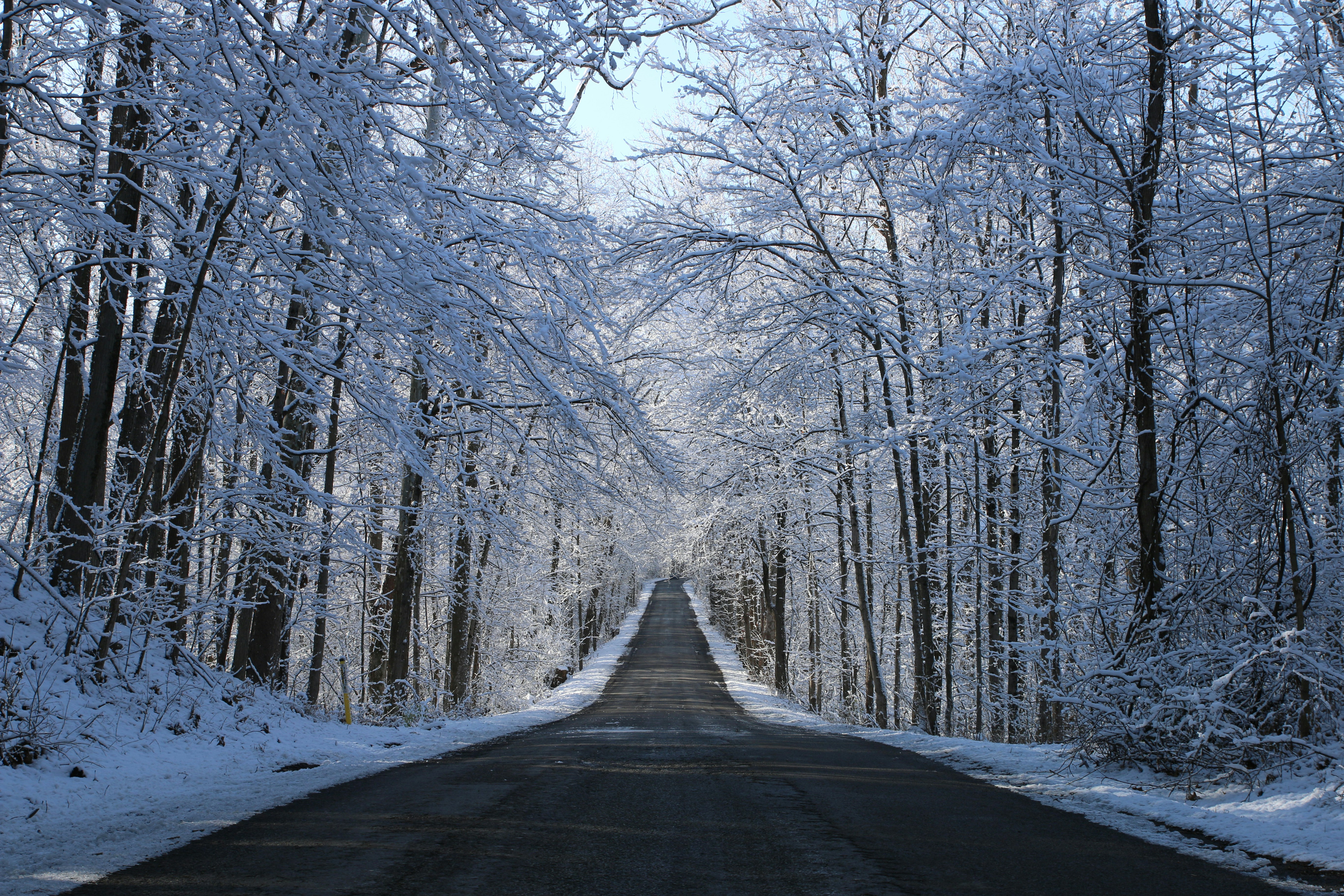 Snow-Covered Forest Road