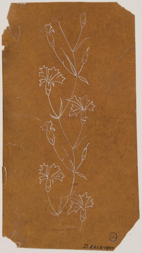Line Sketch of Wildflowers