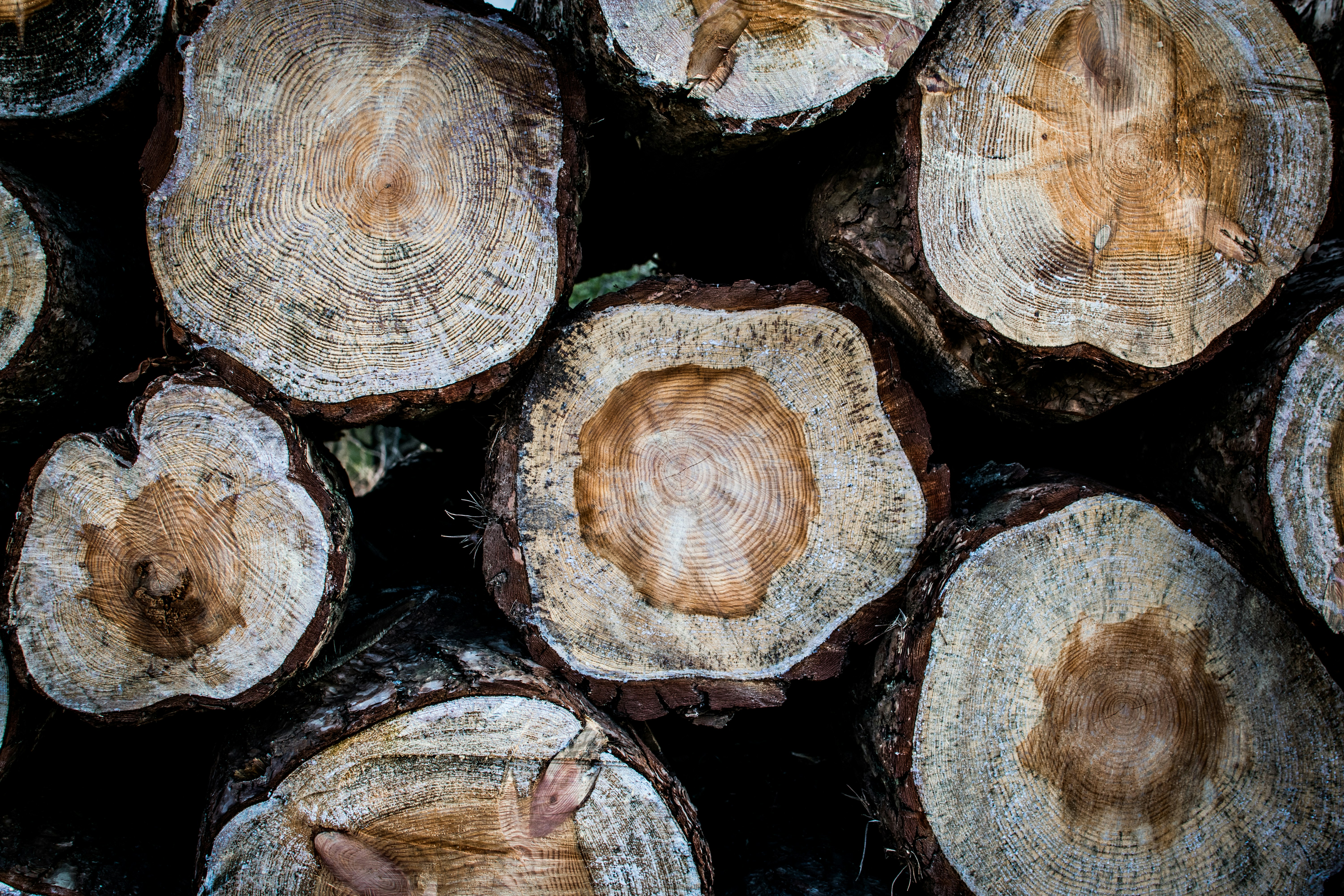 Pile of Cut Log Cross Sections